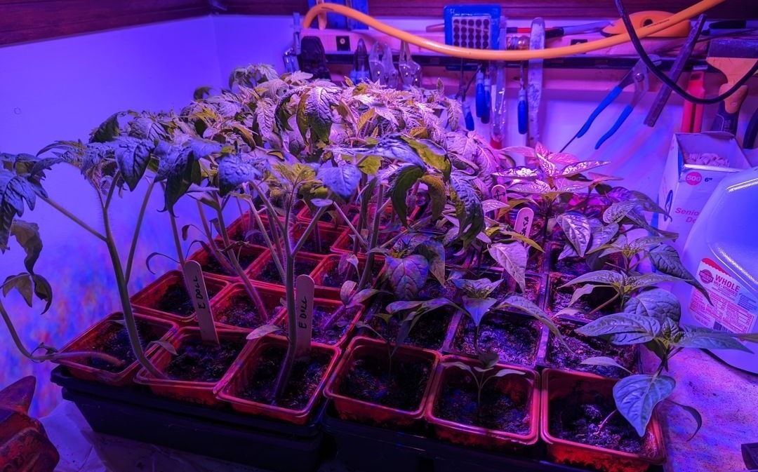 Tomato and pepper seedlings under a purple grow light