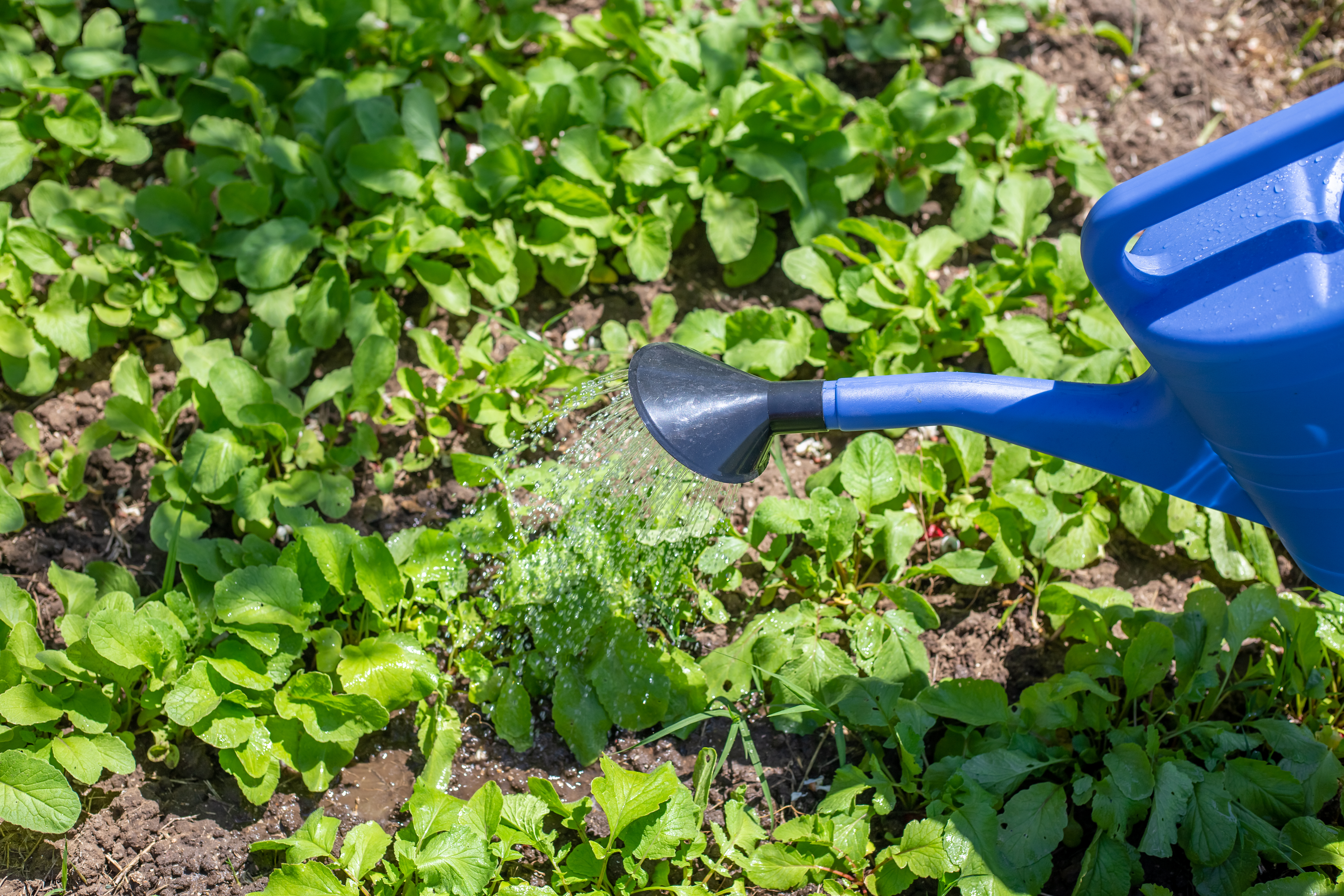 Some plants will need more attention than others. Spot watering is a great way to address individual needs.