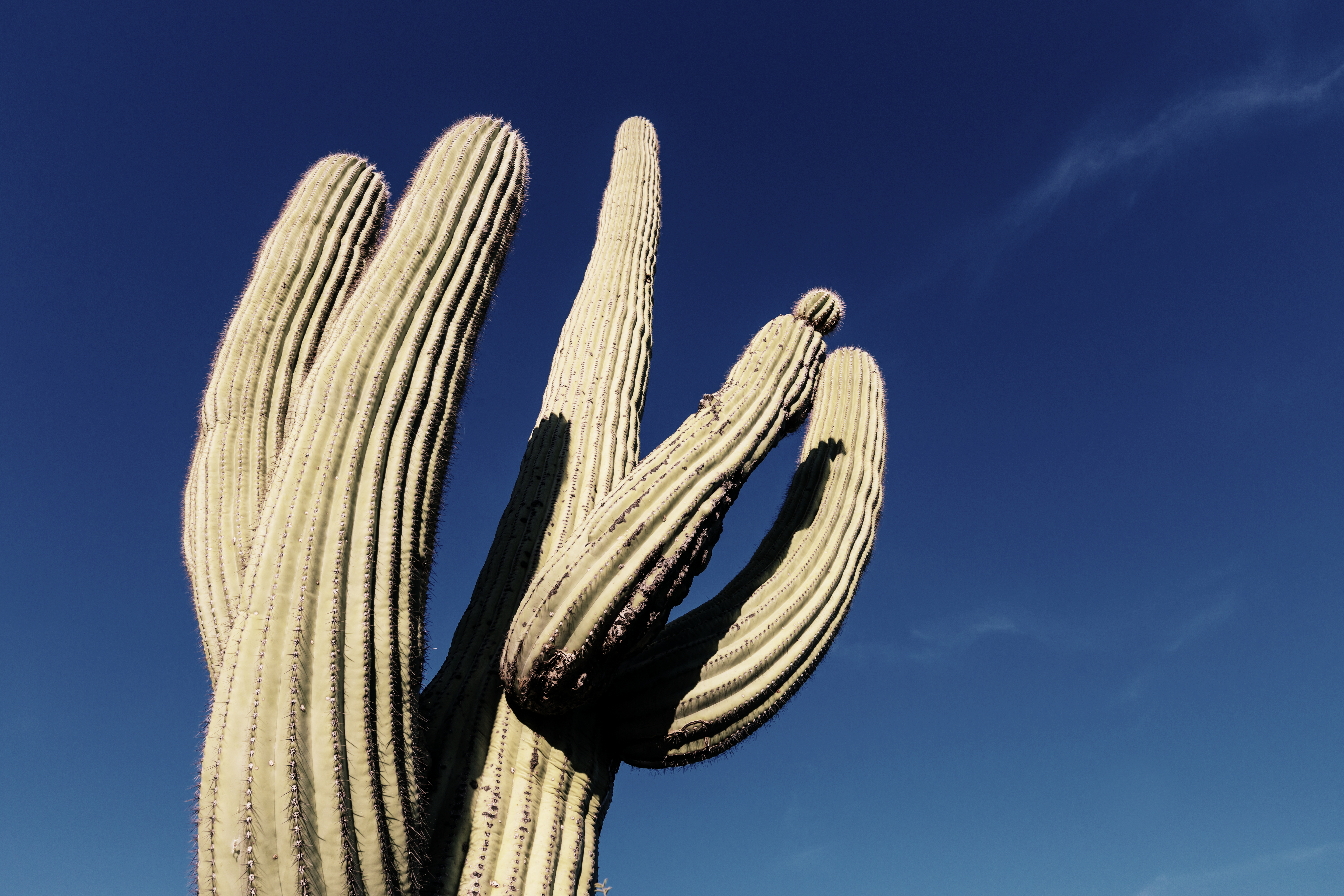 Saguaro cactus against the sky