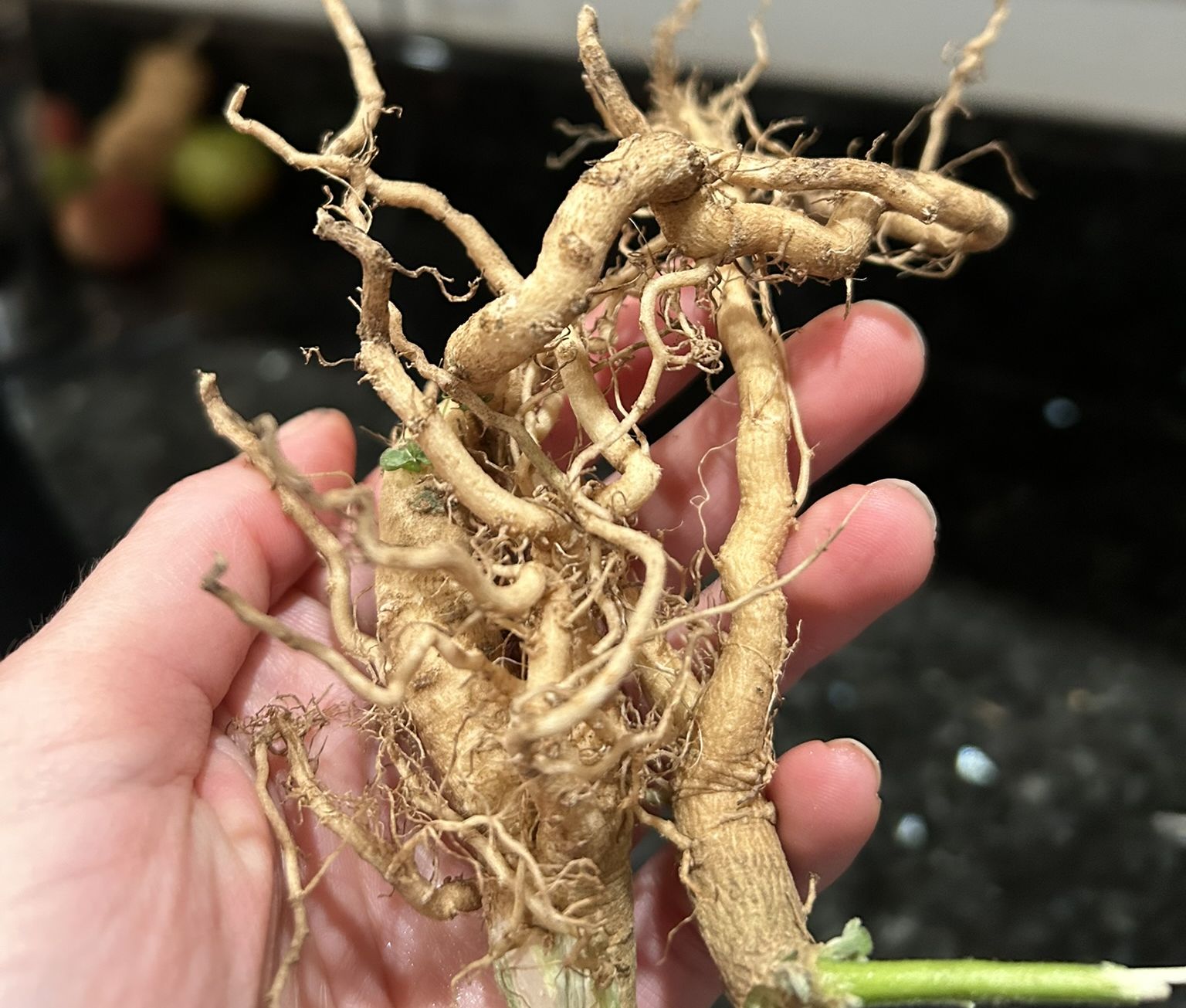 Close-up of Ashwaghanda roots