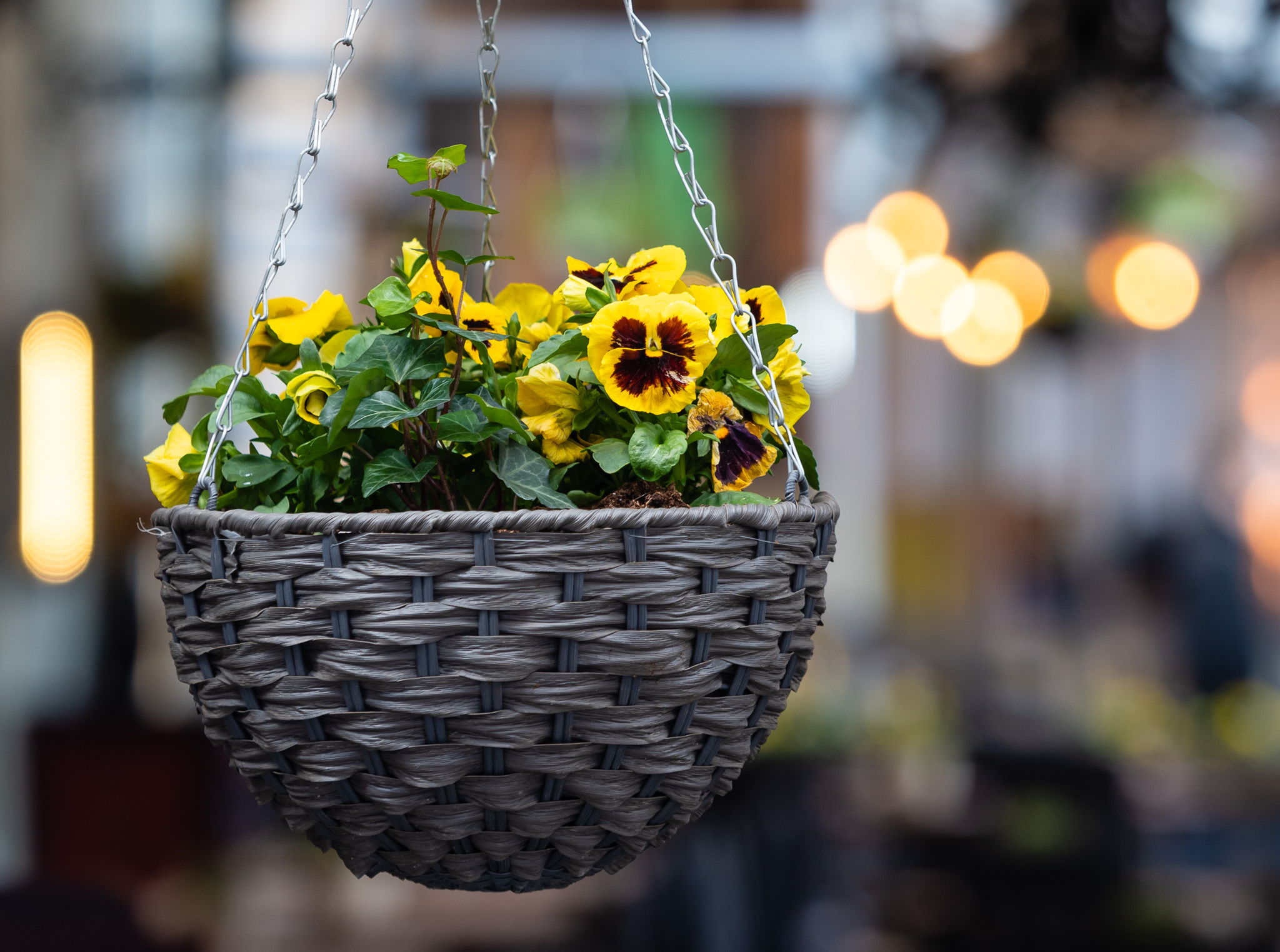 Yellow pansies in a hanging basket