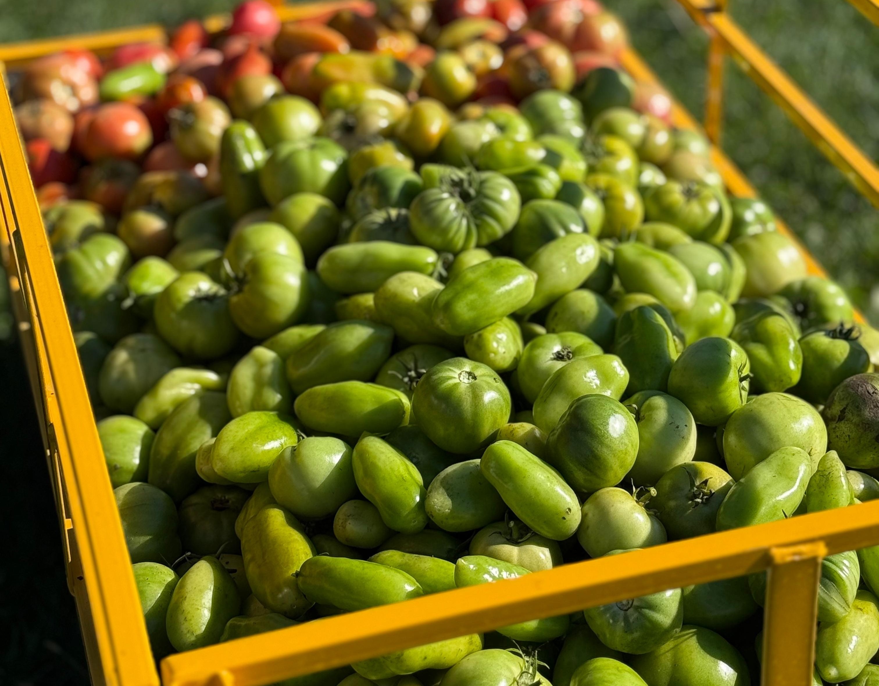 A yellow cart filled with green and red tomatoes.