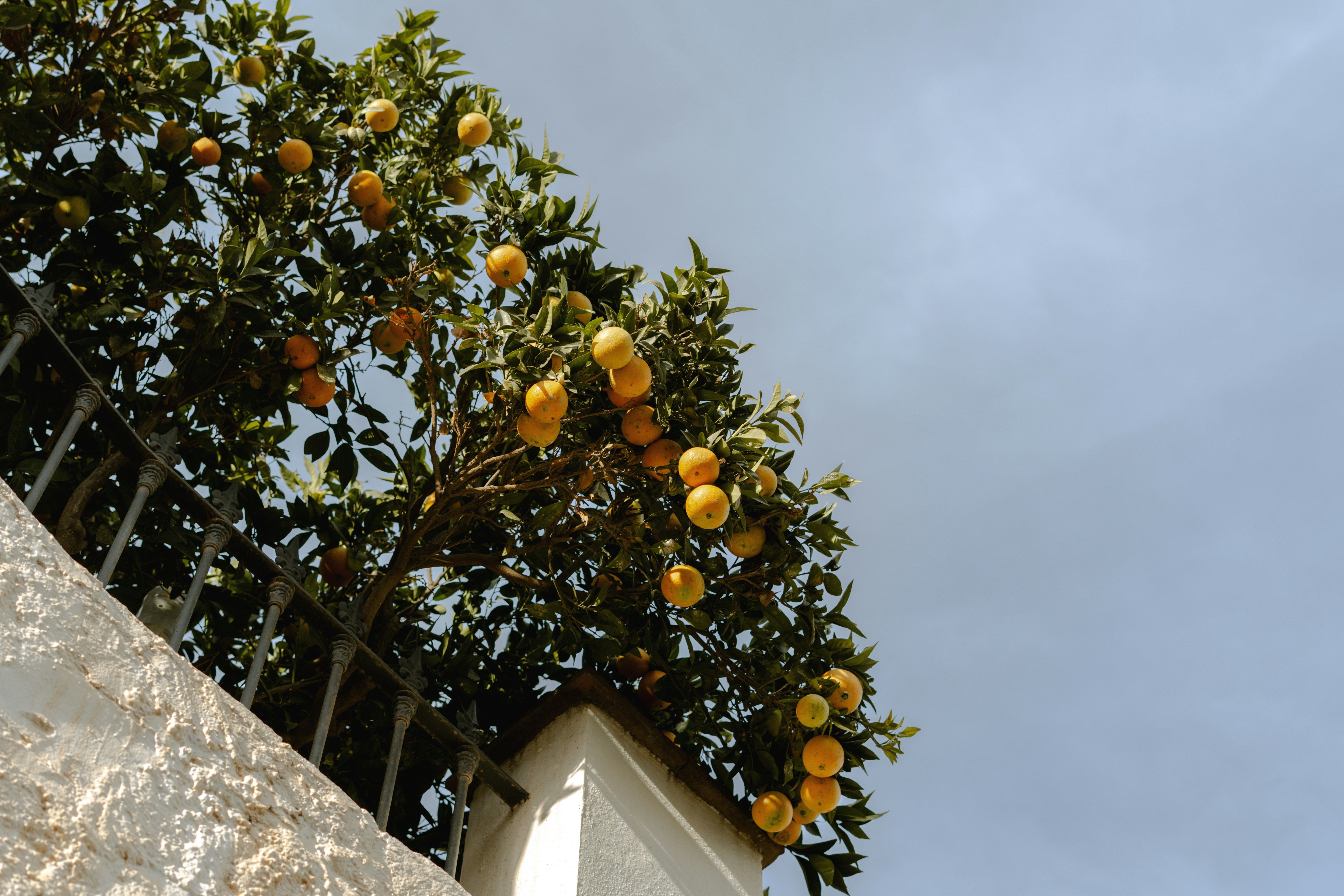 Orange tree growing along a fence 
