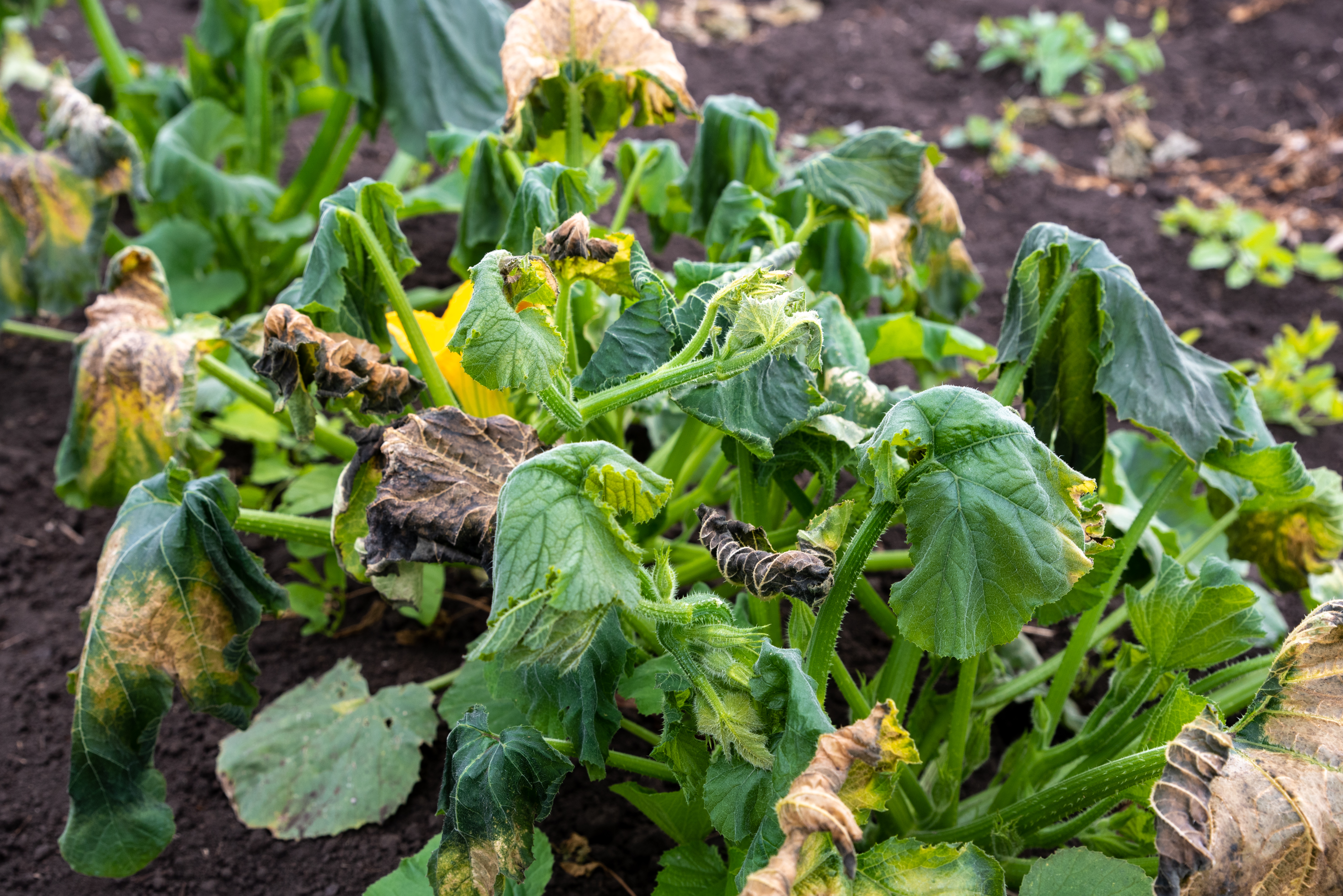 Crowded cucurbit plants with diseased leaves