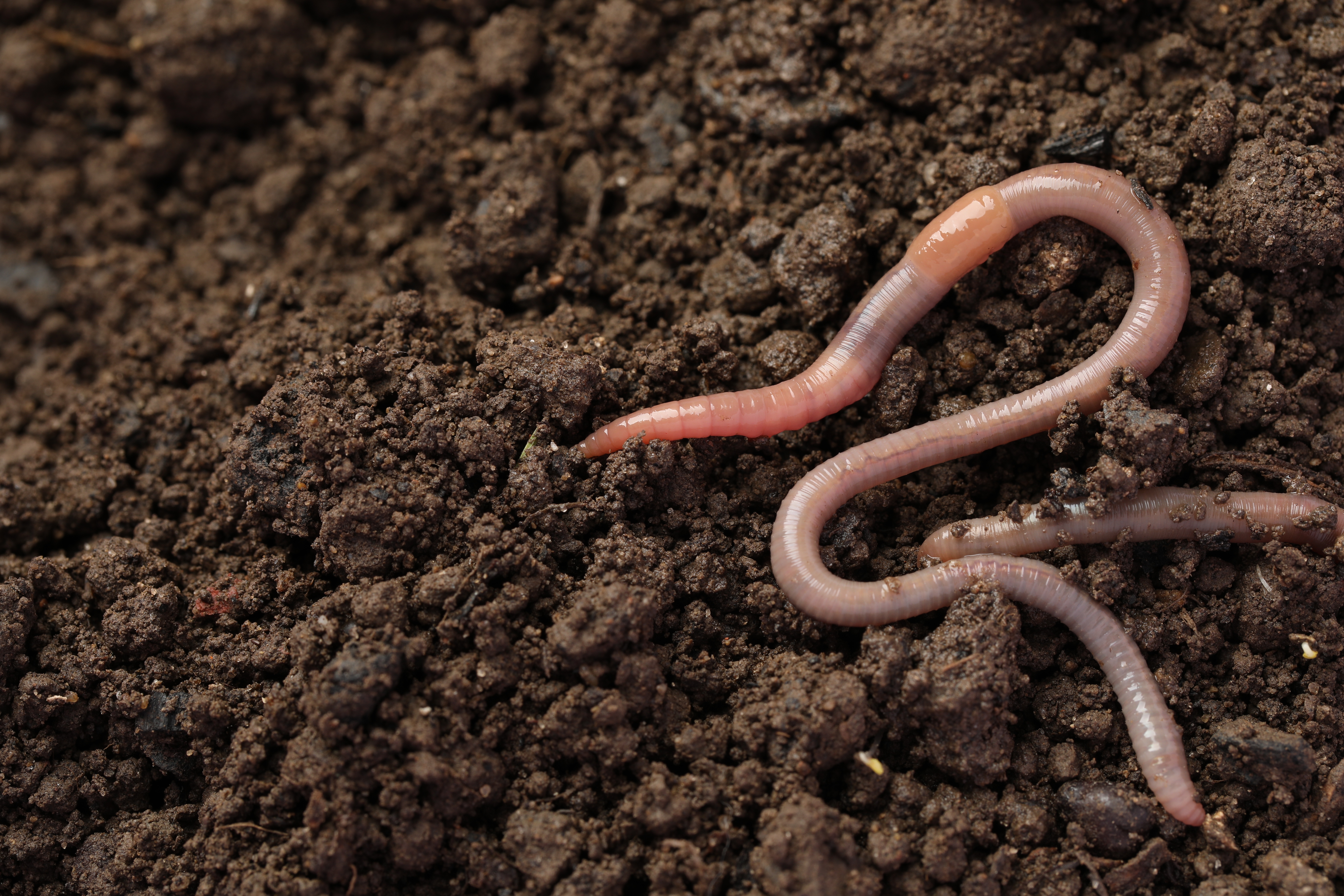 Earthworms in soil.
