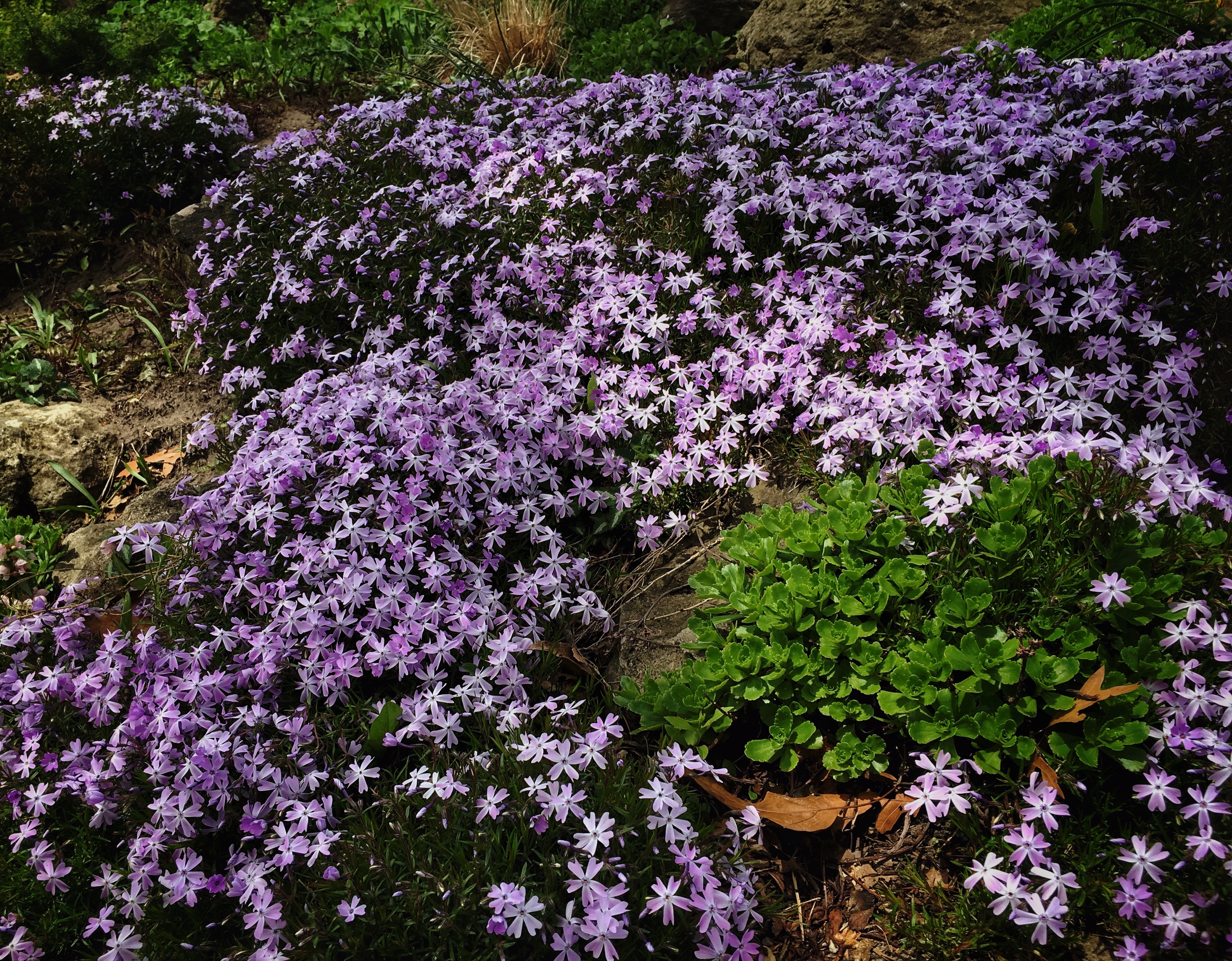 Flowering plants in a shady hillside area with rocks and succulents