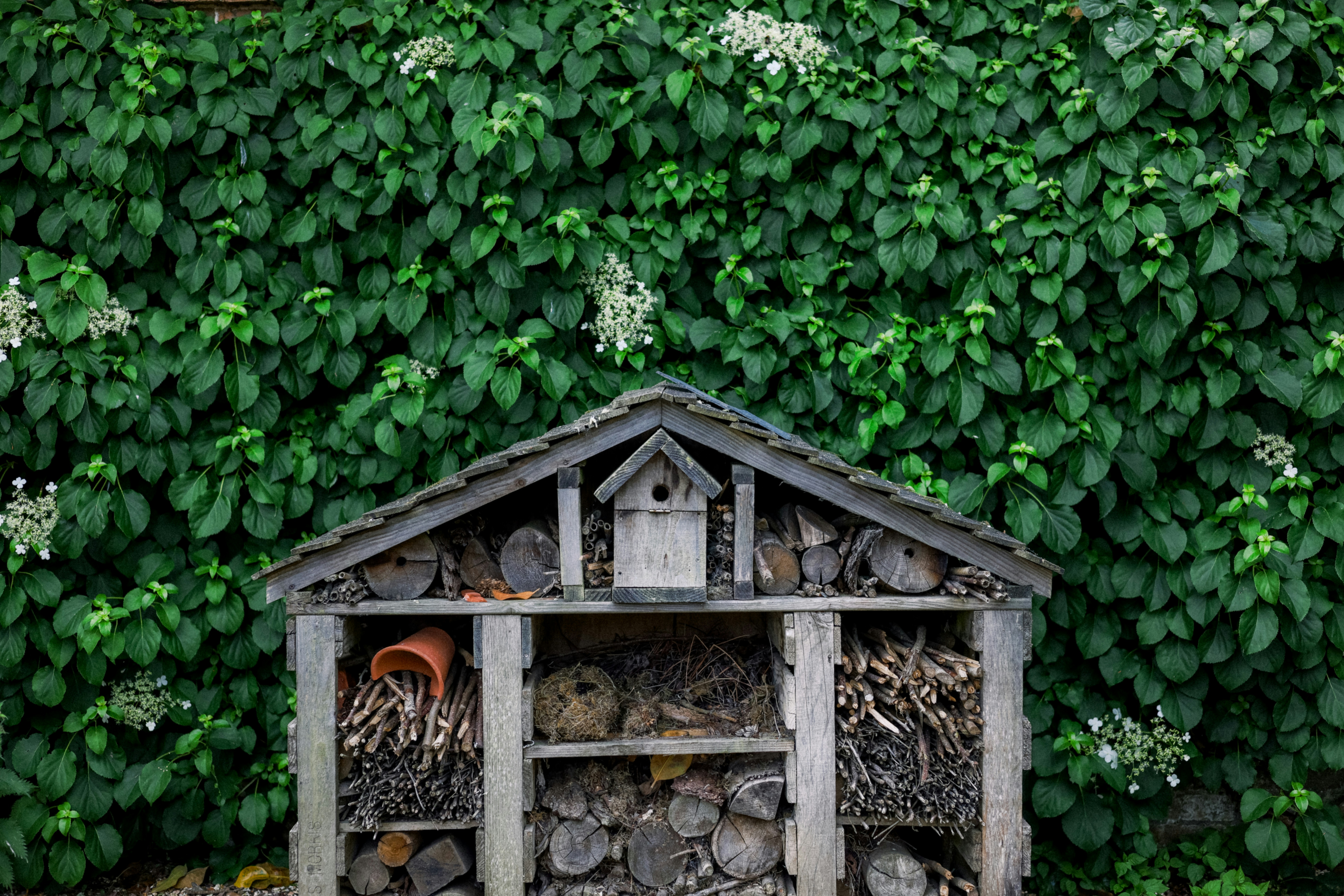 A bug hotel in front of a green hedge