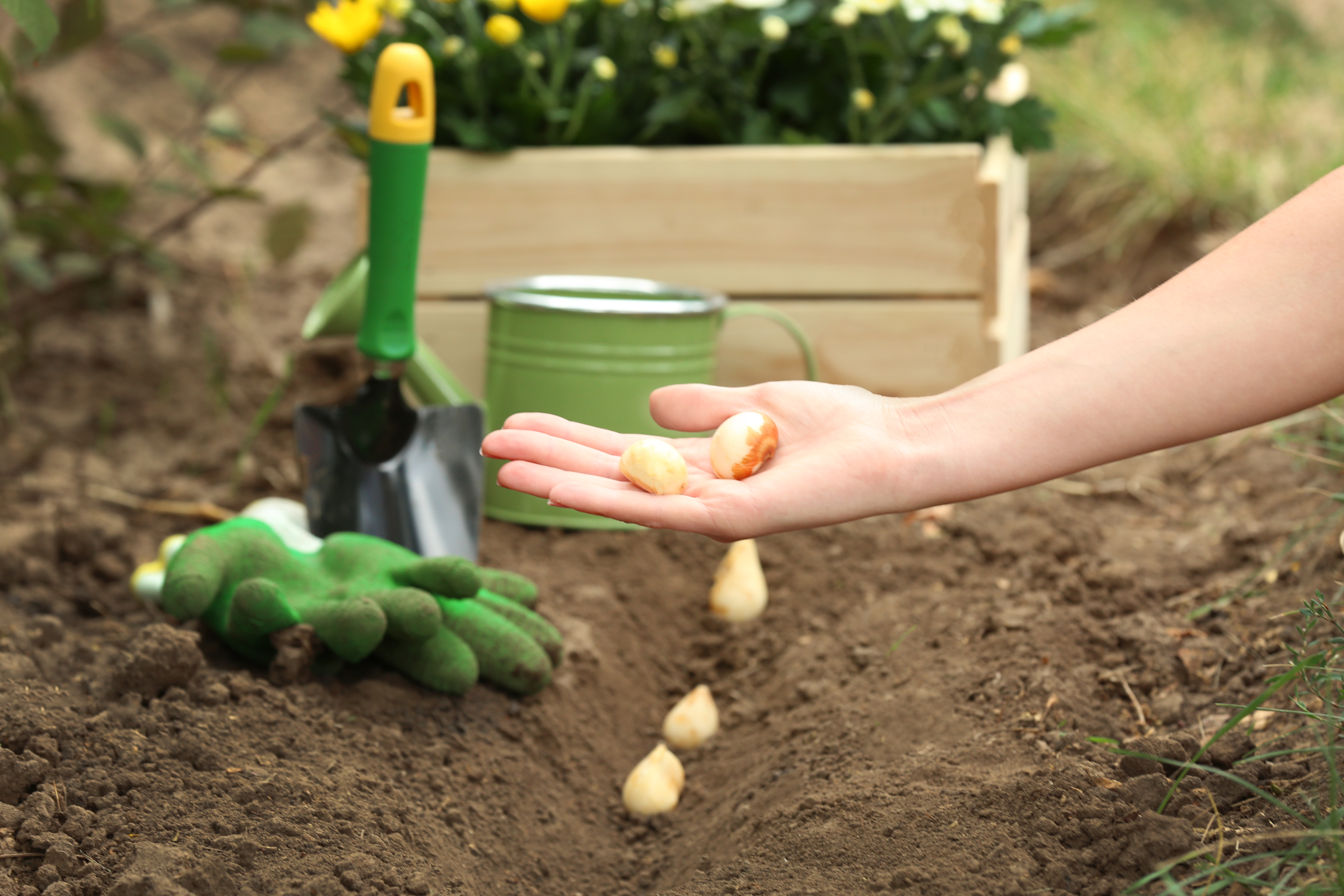 Planting flower bulbs in the garden