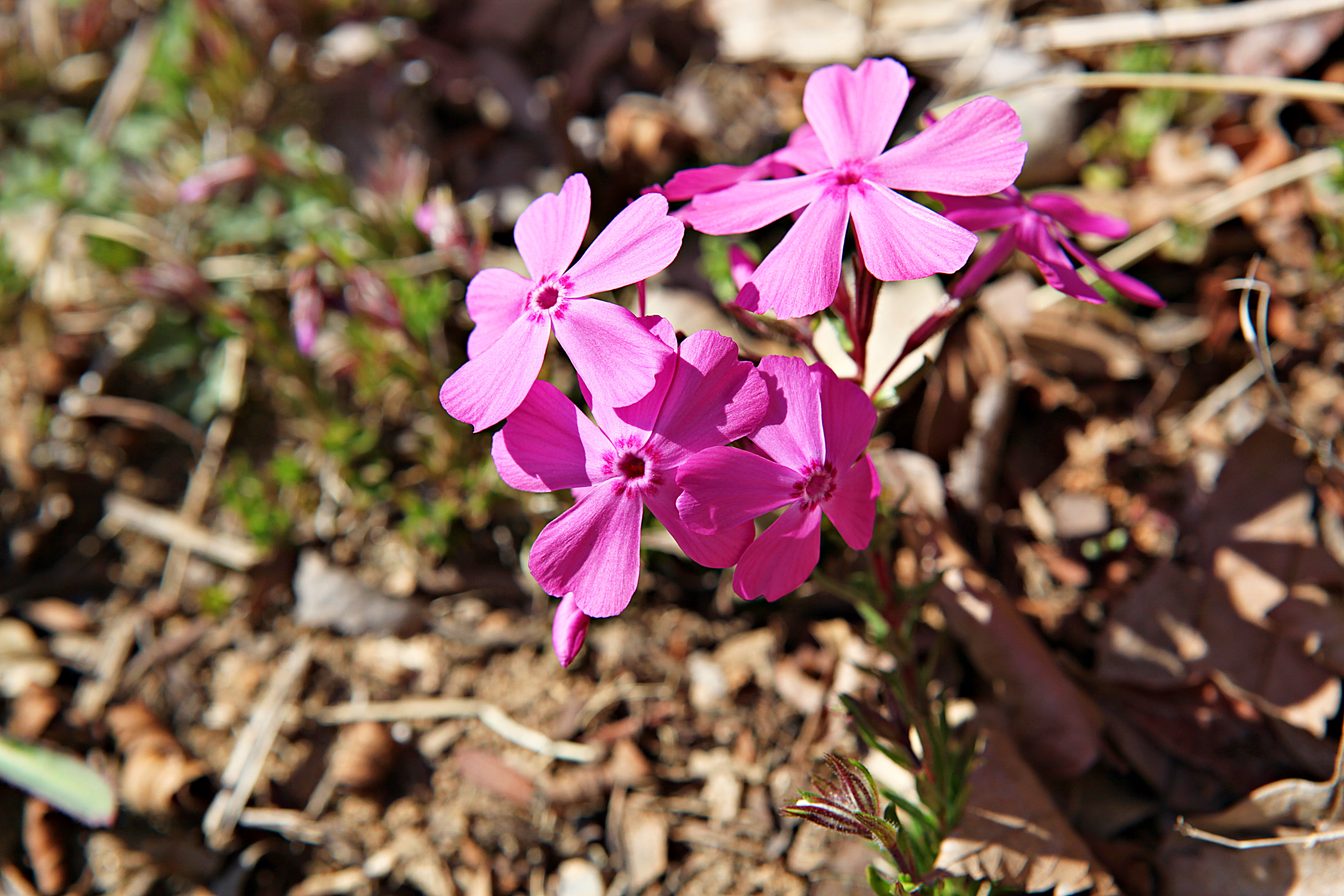 Pink phlox growing surrounded by thick mulch and leaf litter