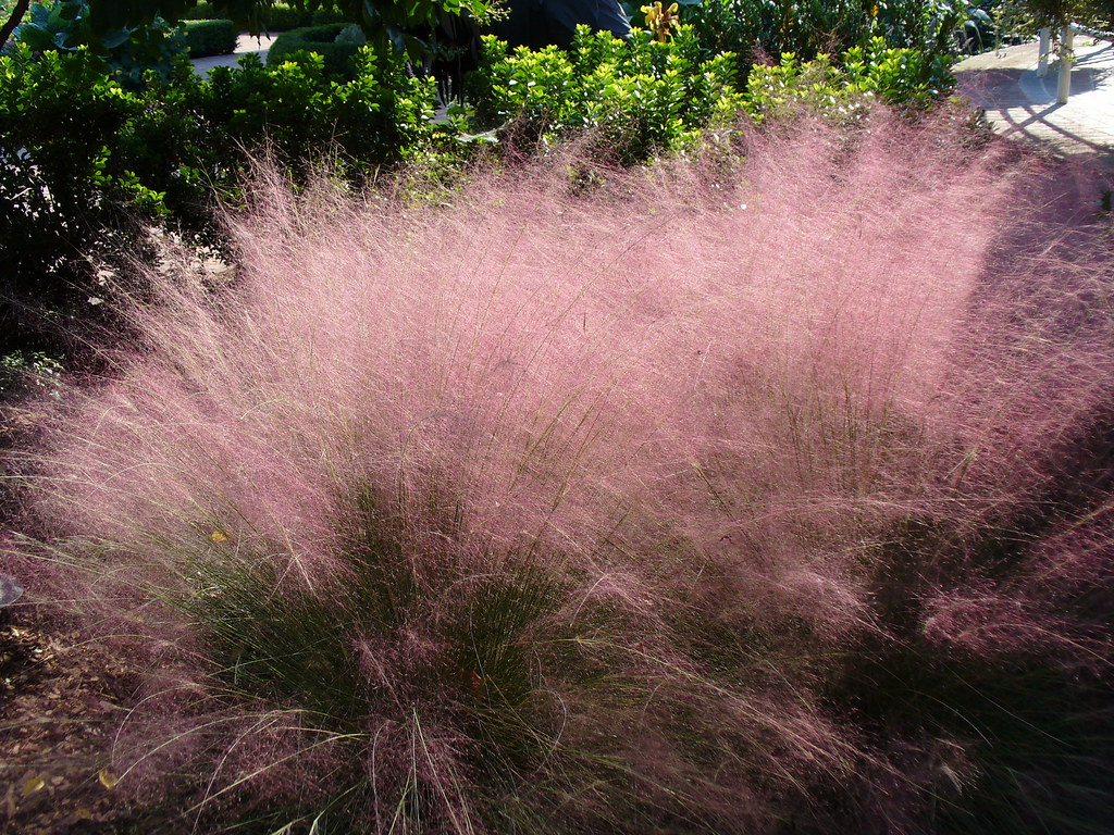 Mulhy grass in pink color