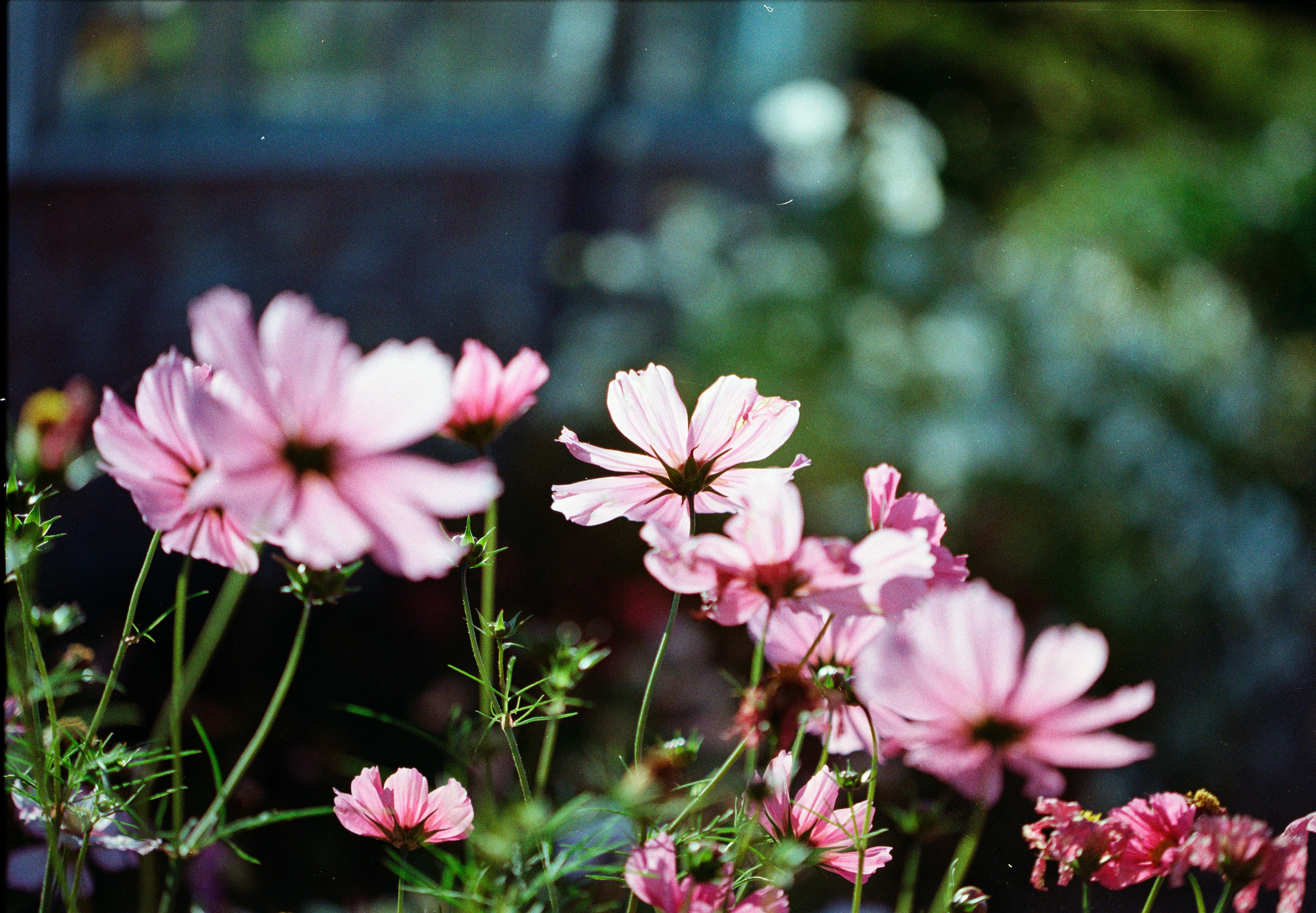 Up-close photo of pink cosmos