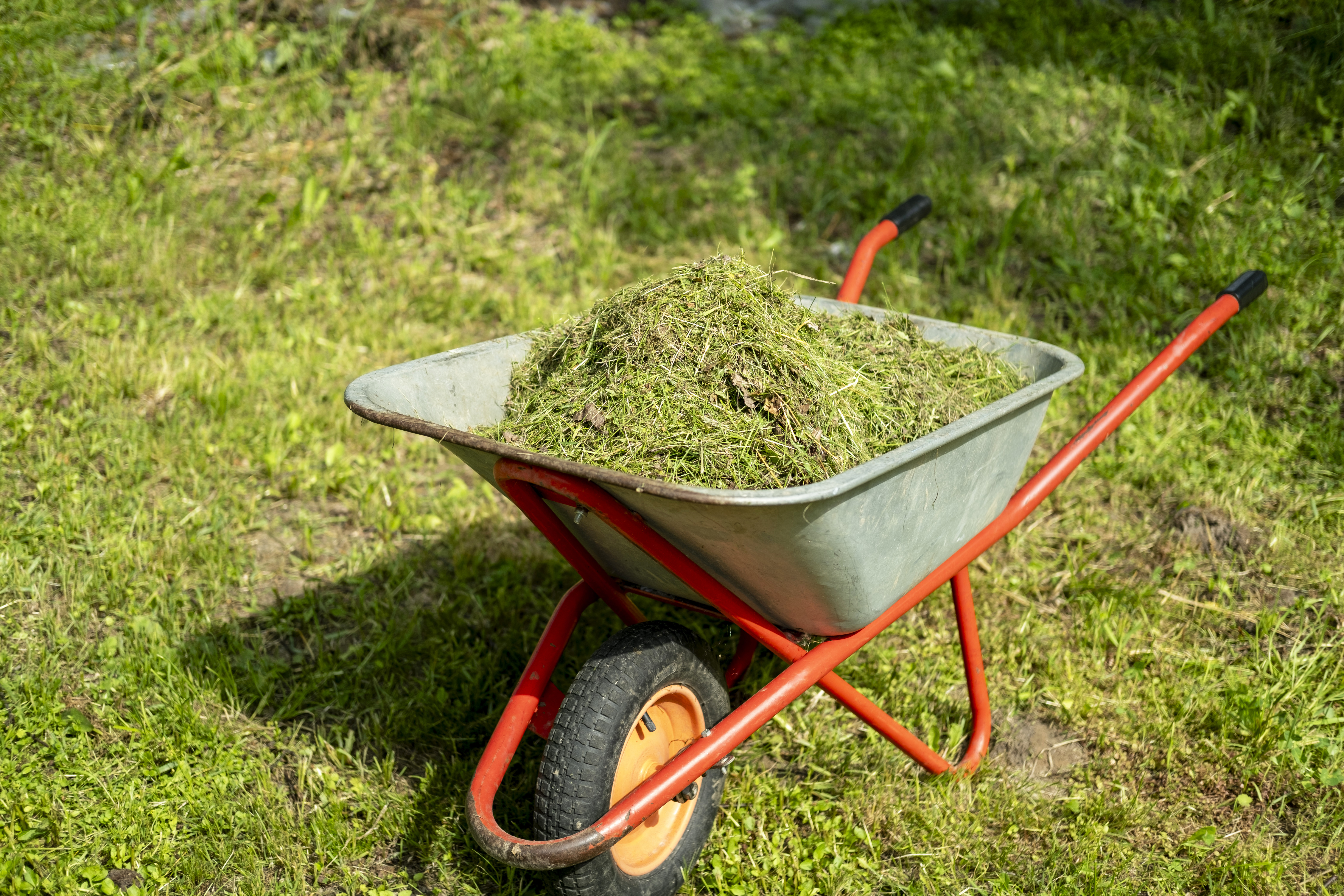 A wheelbarrow full of grass clippings