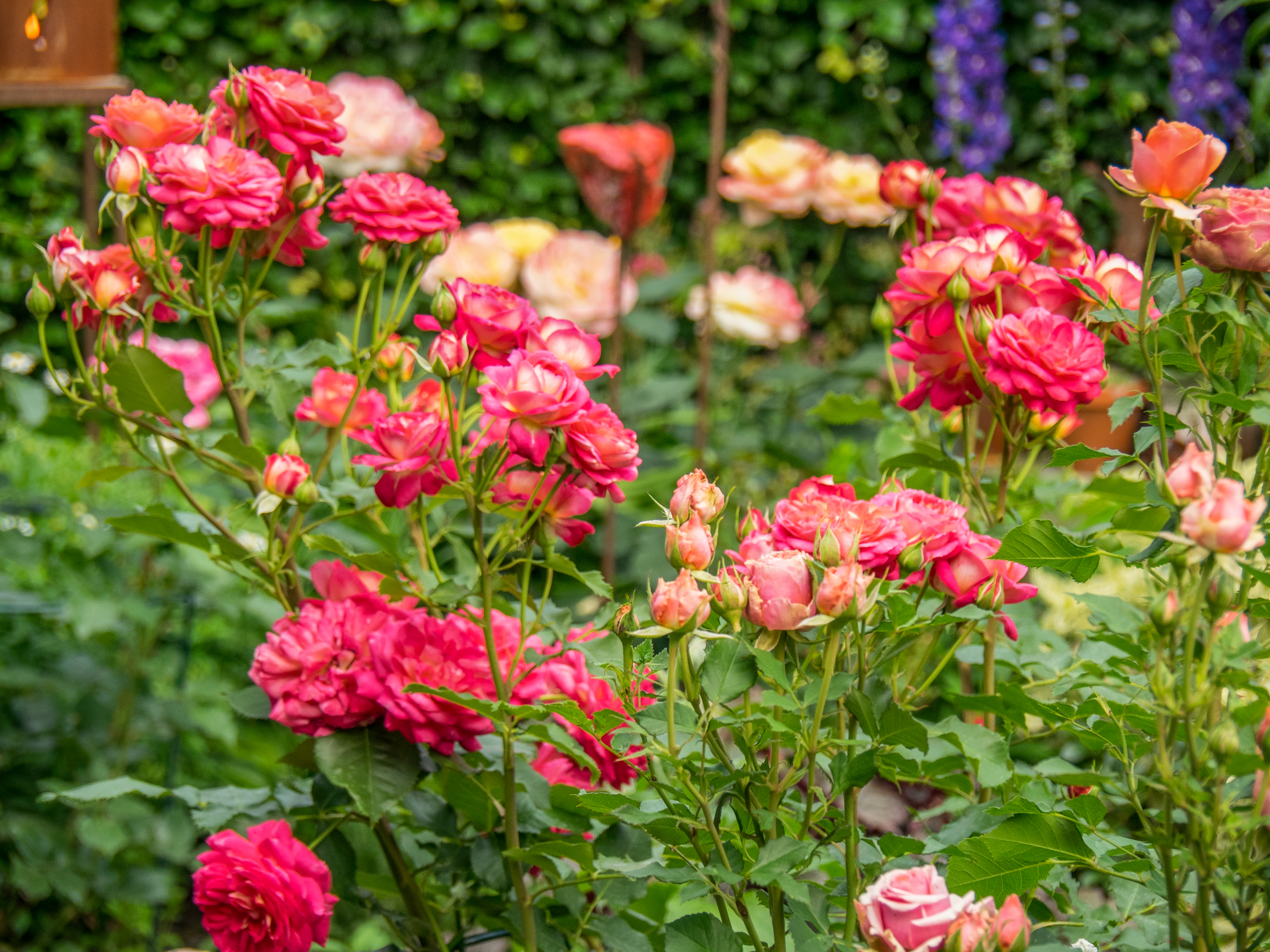 Roses in the garden in summertime