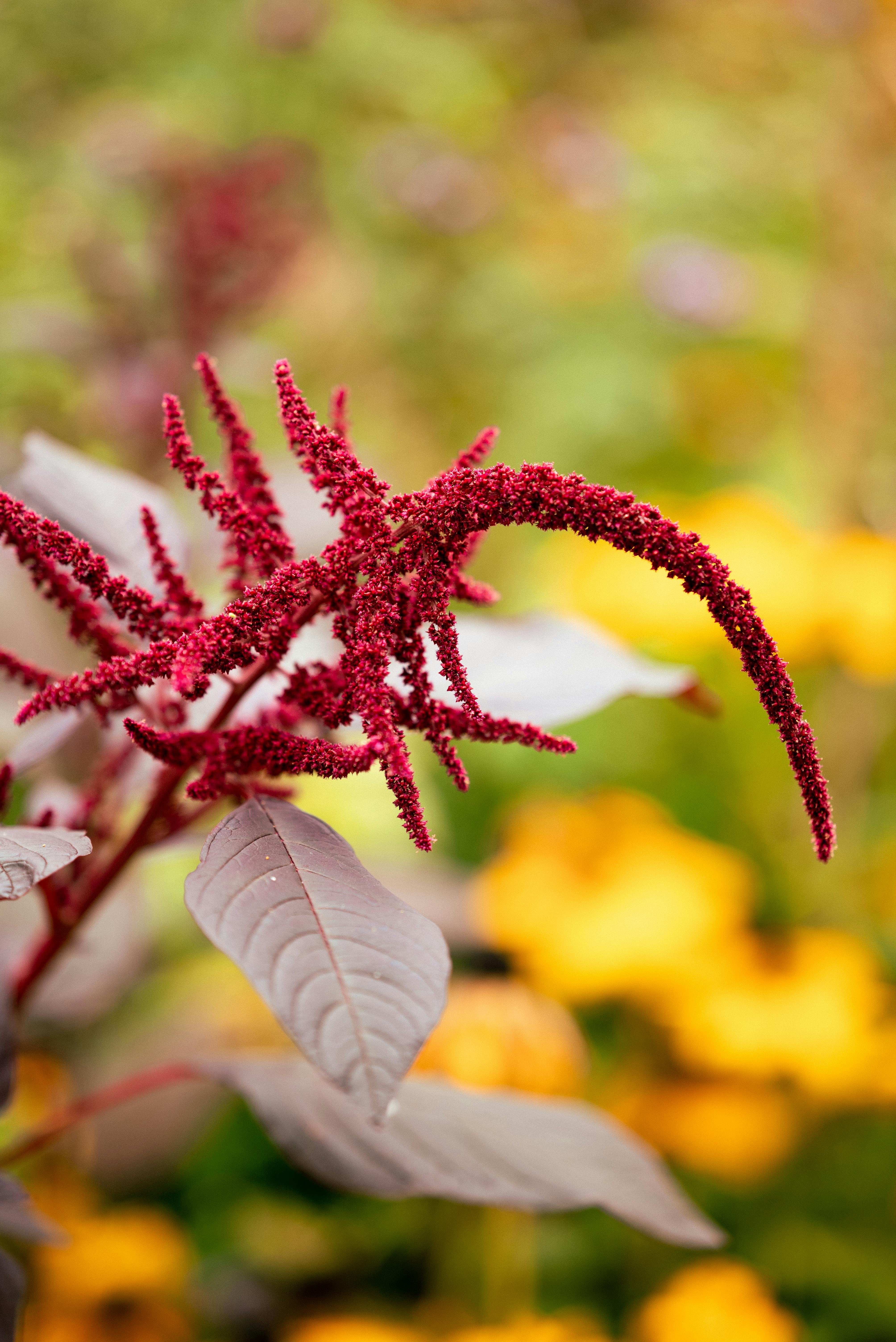 Amaranth Plant, beautiful purple/red color