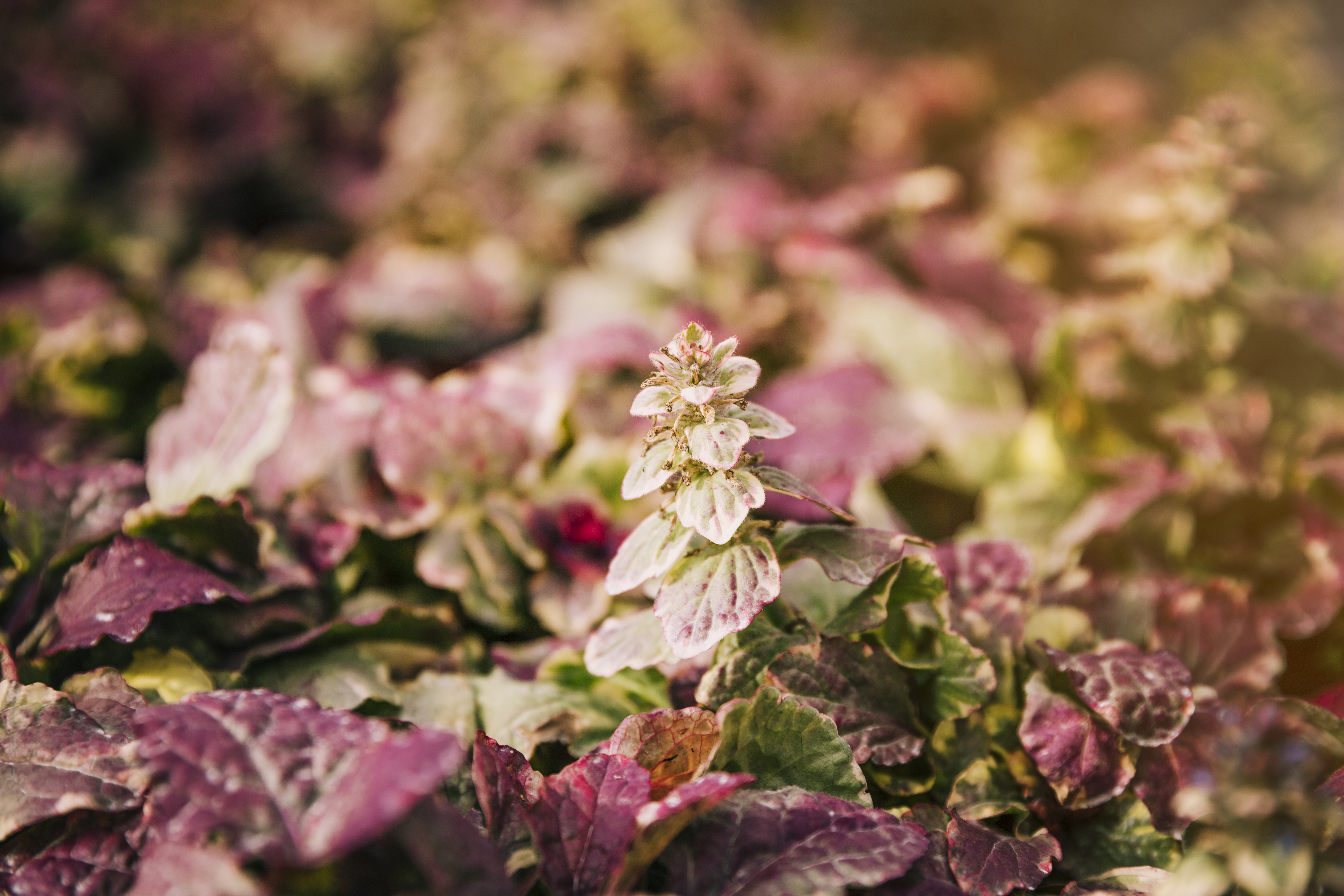 Small pink and green leaves growing in a shady garden bed