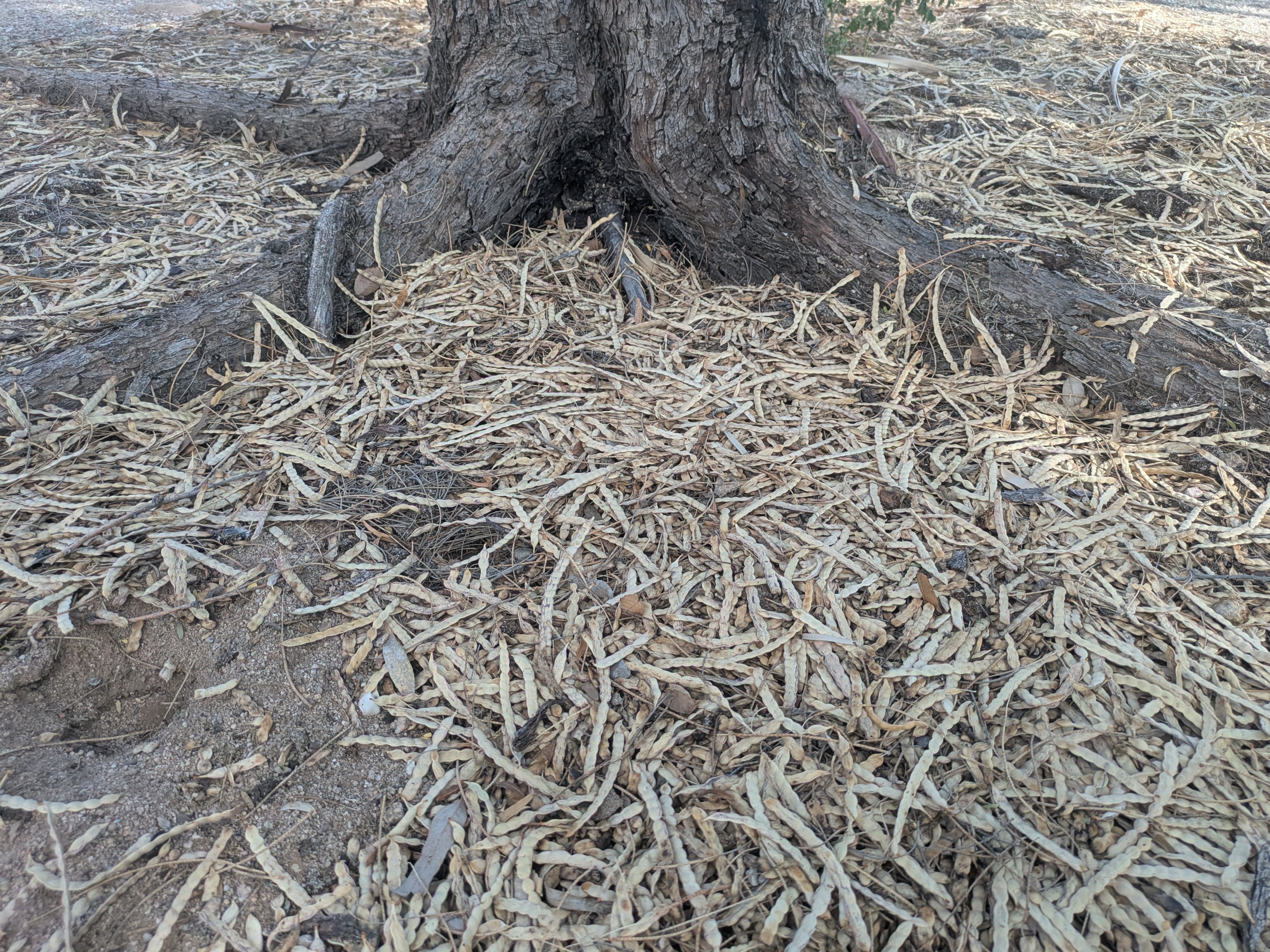 Mesquite with loose mulch