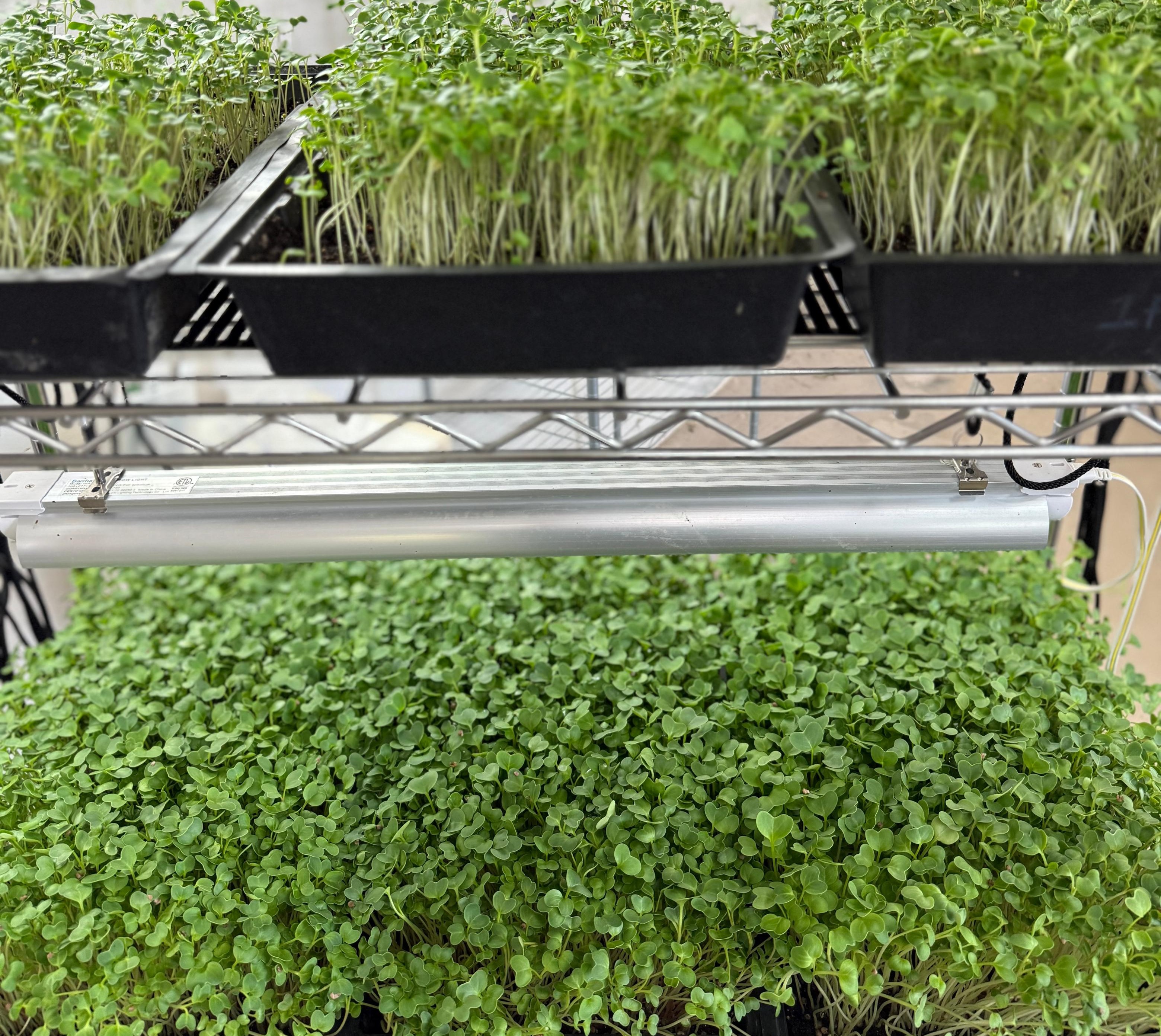 Several trays of microgreens growing on wire racks.
