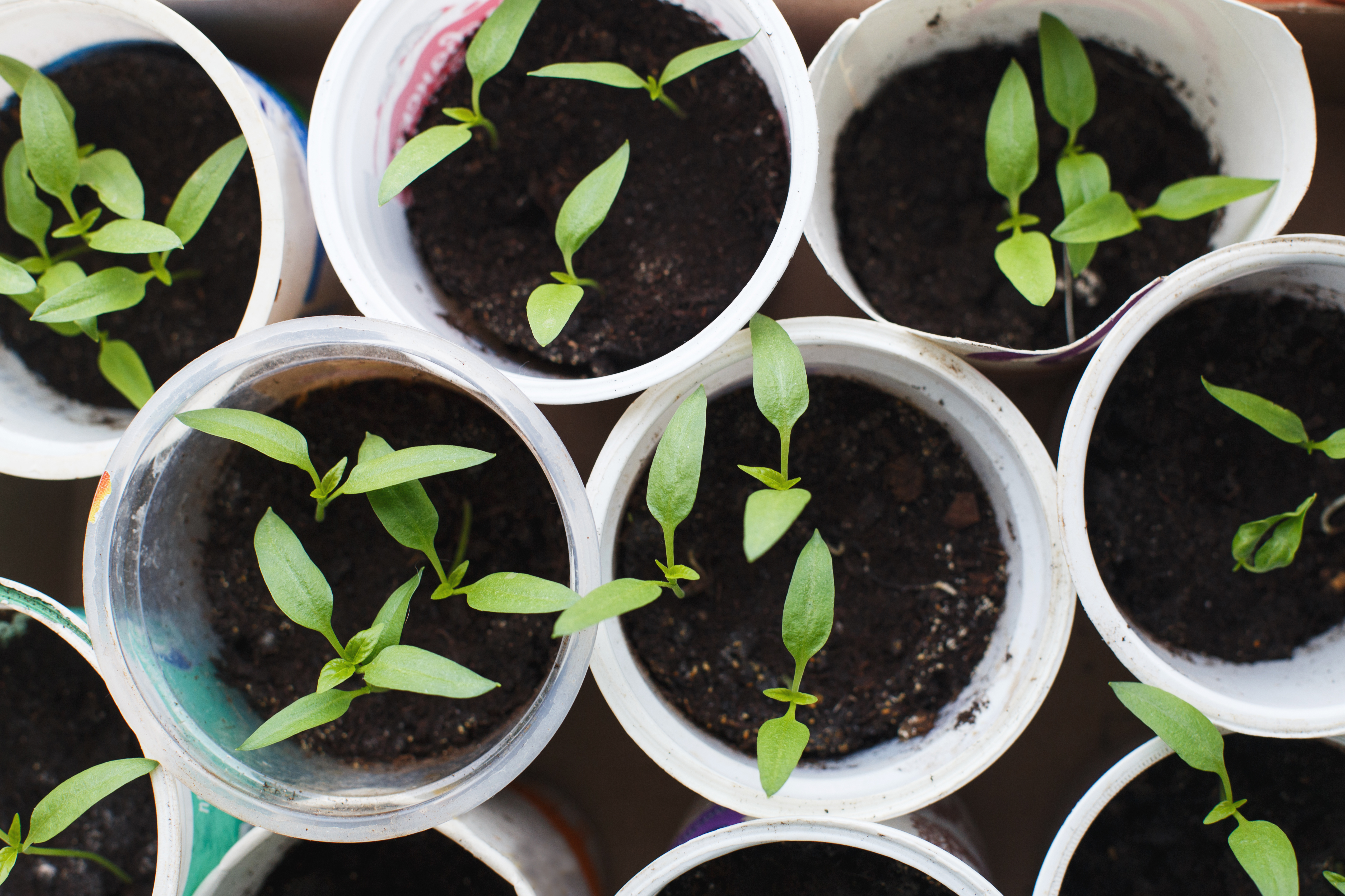 Overhead view of young pepper seedlings in plastic cups