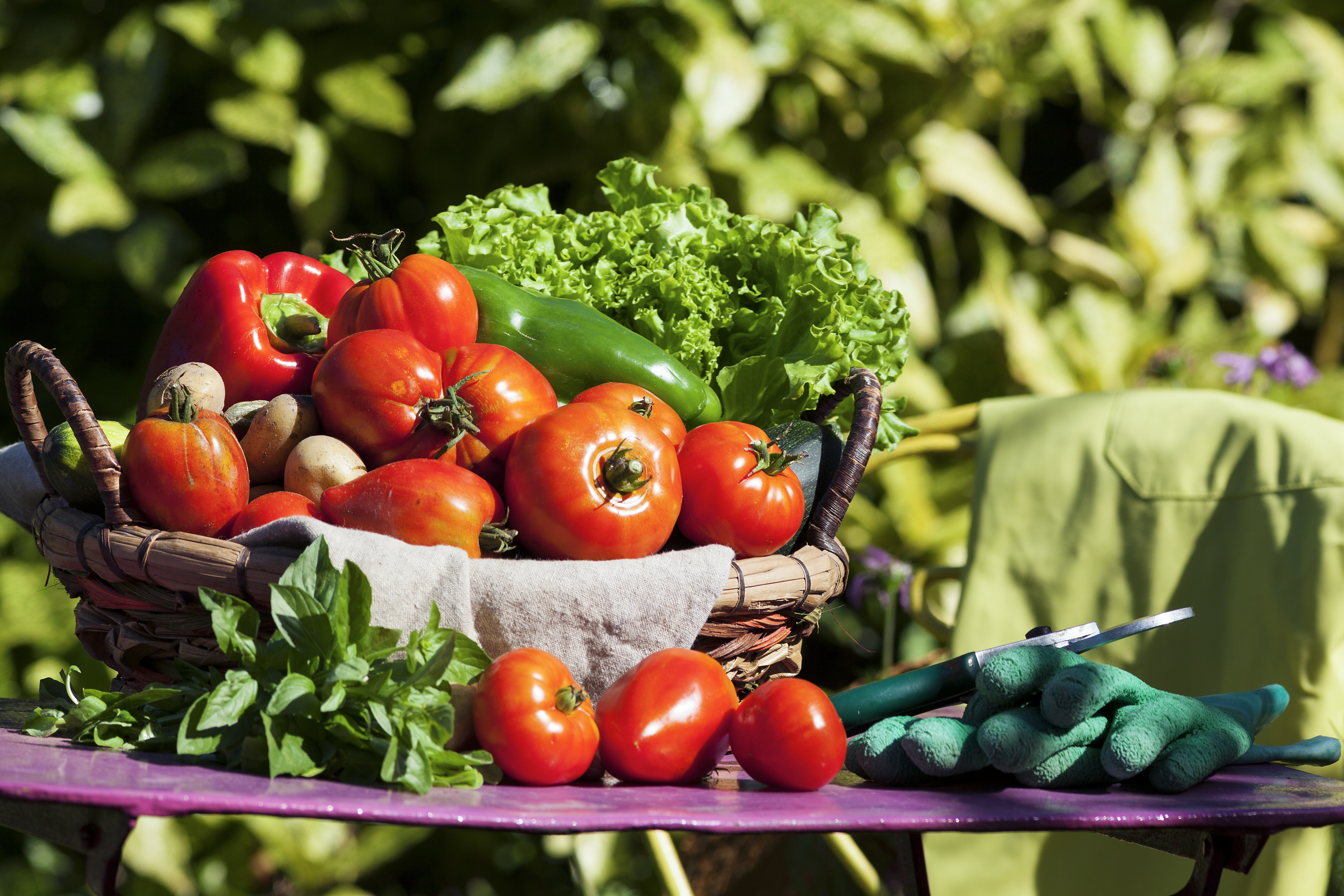 A basket of fresh garden produce on a table with gardening gloves, shears, and an apron