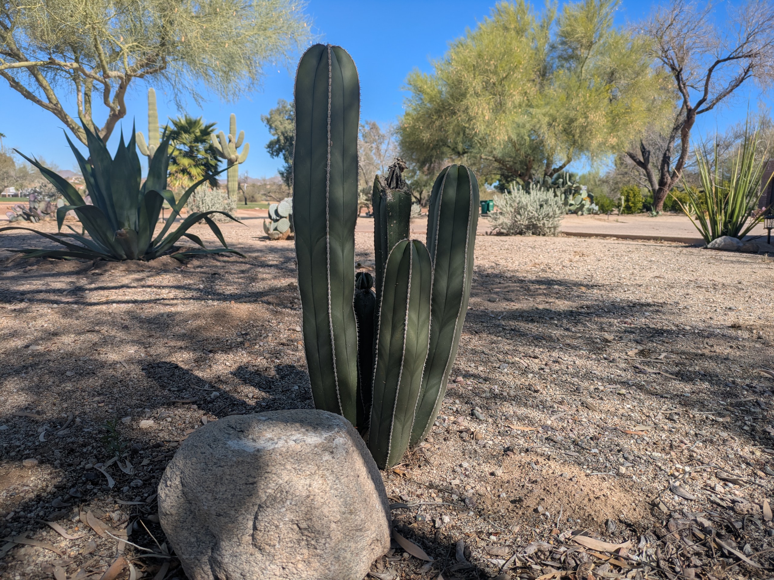 Columnar cacti in a garden