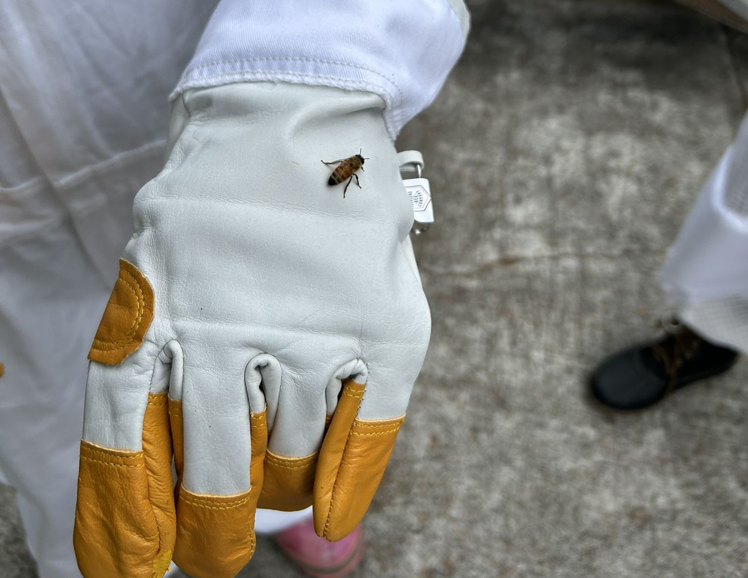 Honeybee on a glove