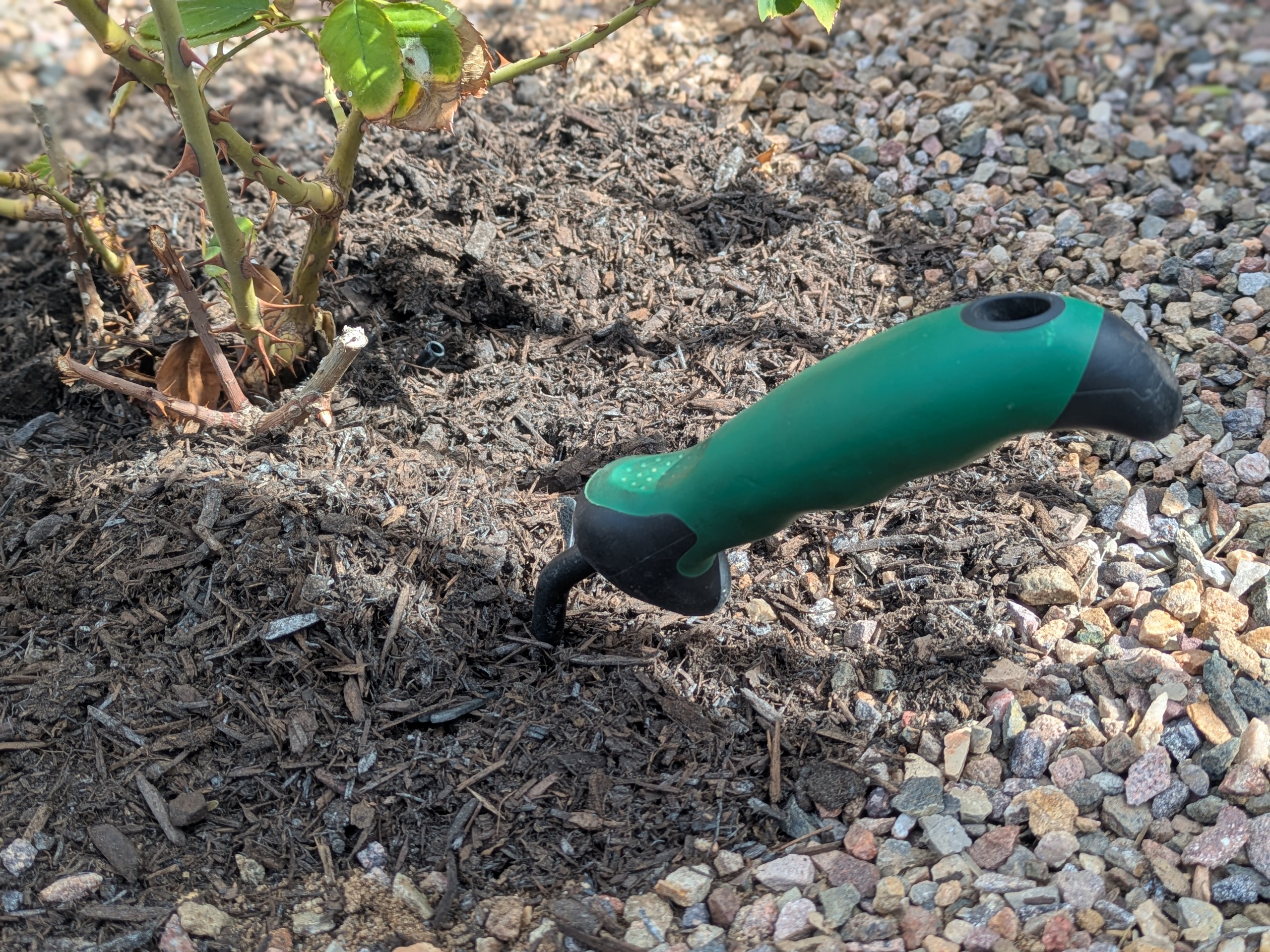 Rose bush with compost