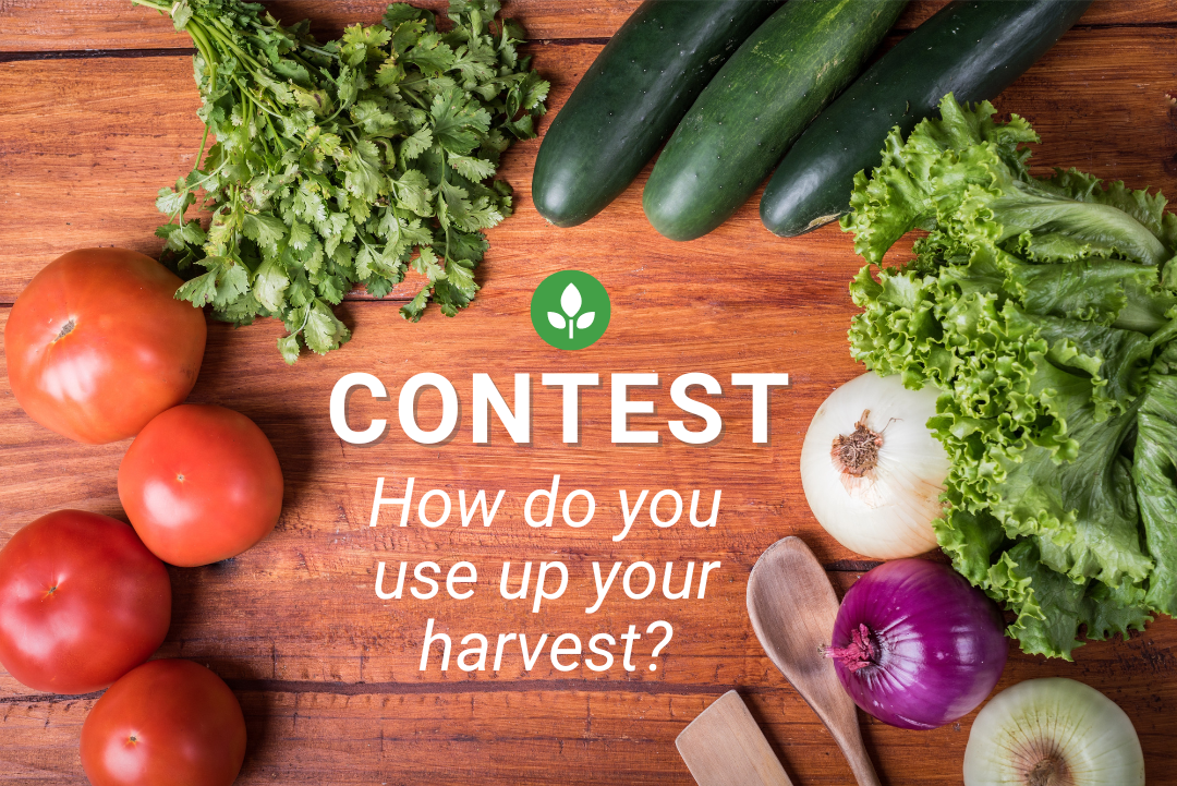 How Do You Use the Harvest contest poster
