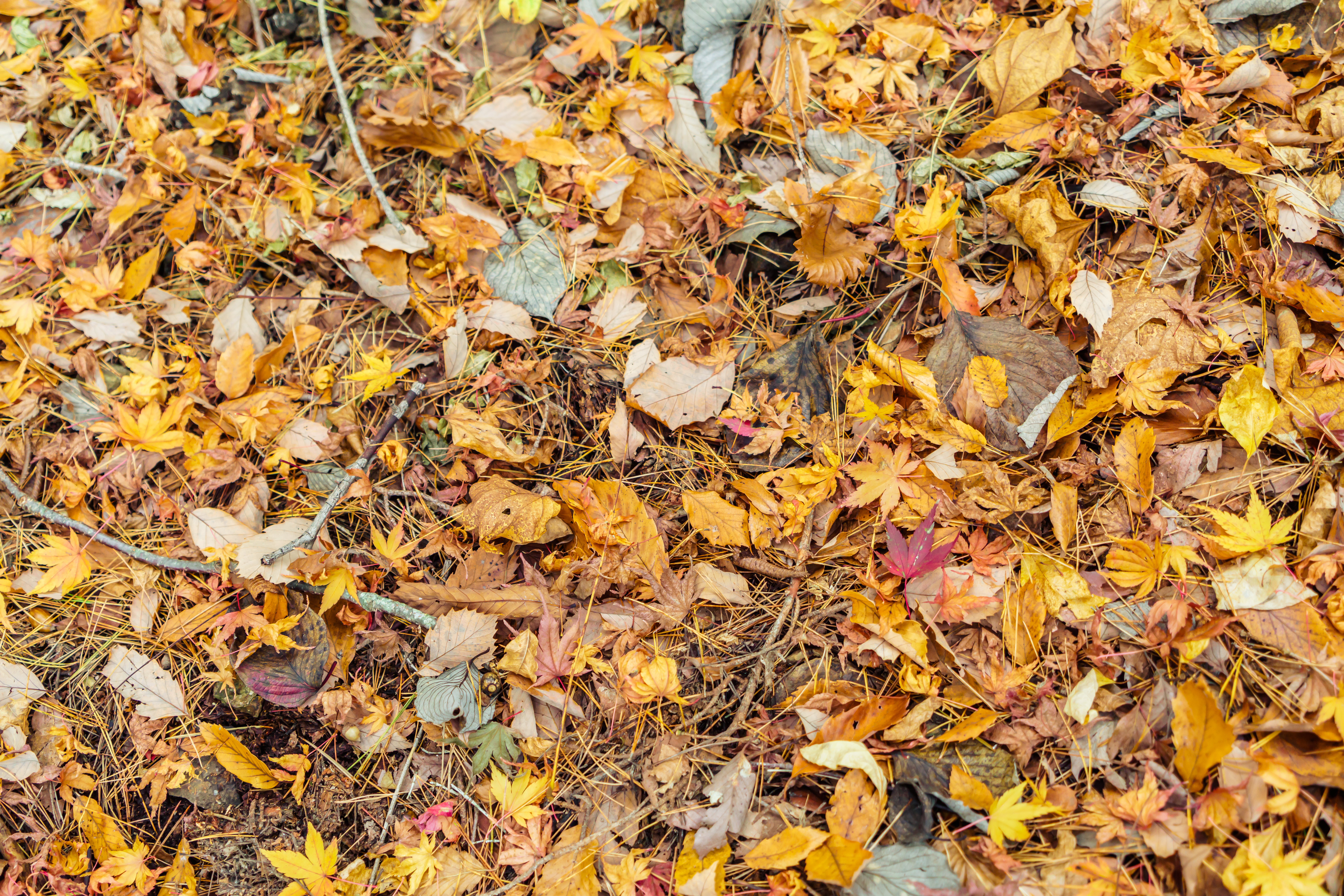 colorful leaves covering the ground