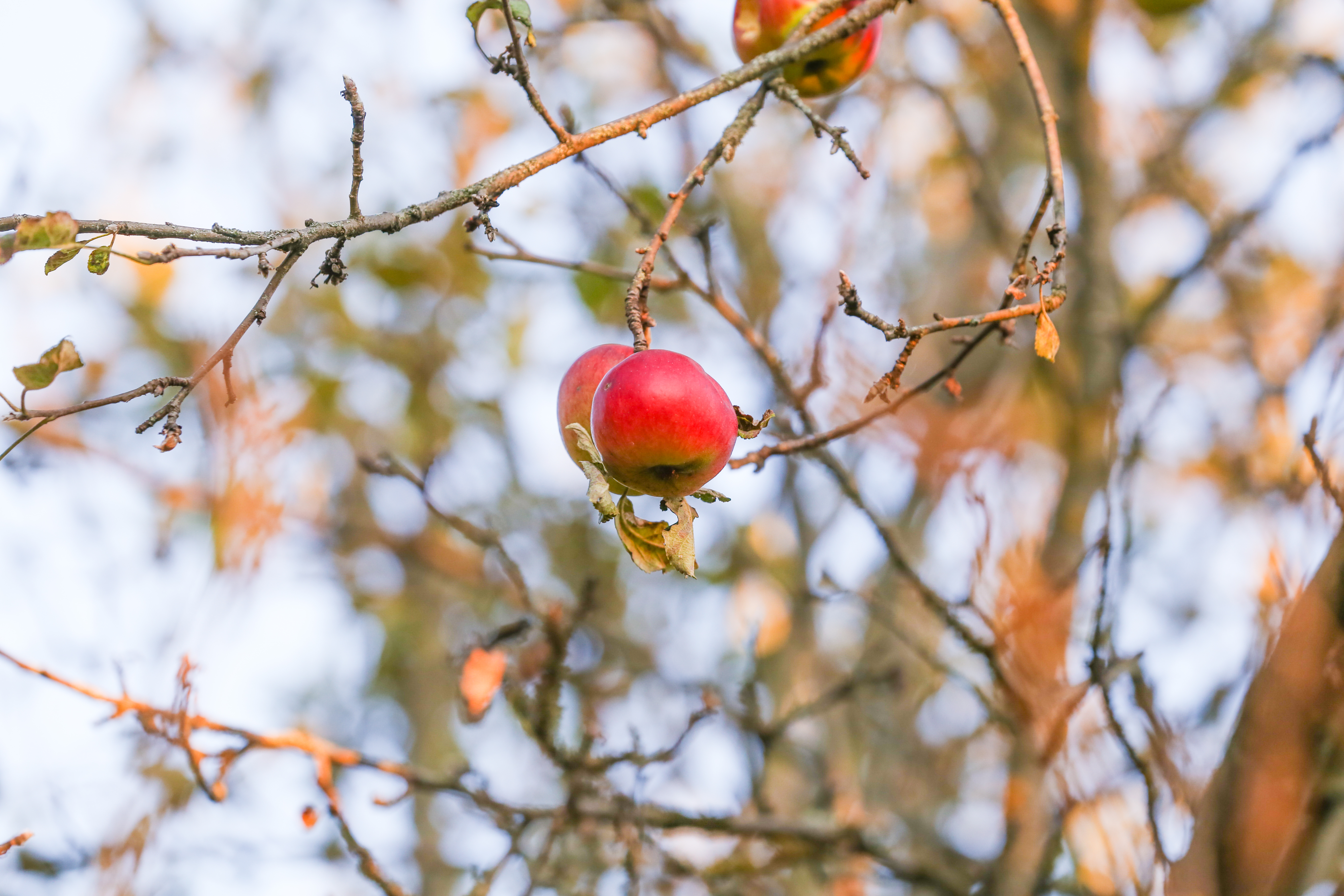 Low angle apple tree with two hanging bright red apples 