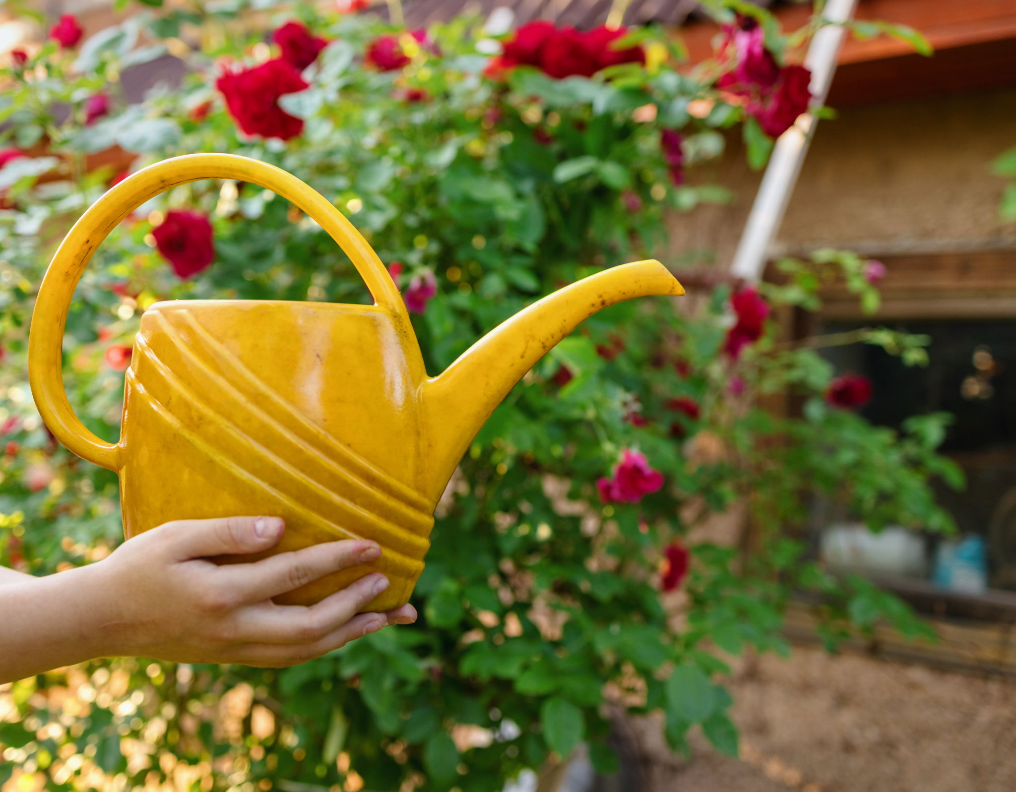Watering can held in front of roses