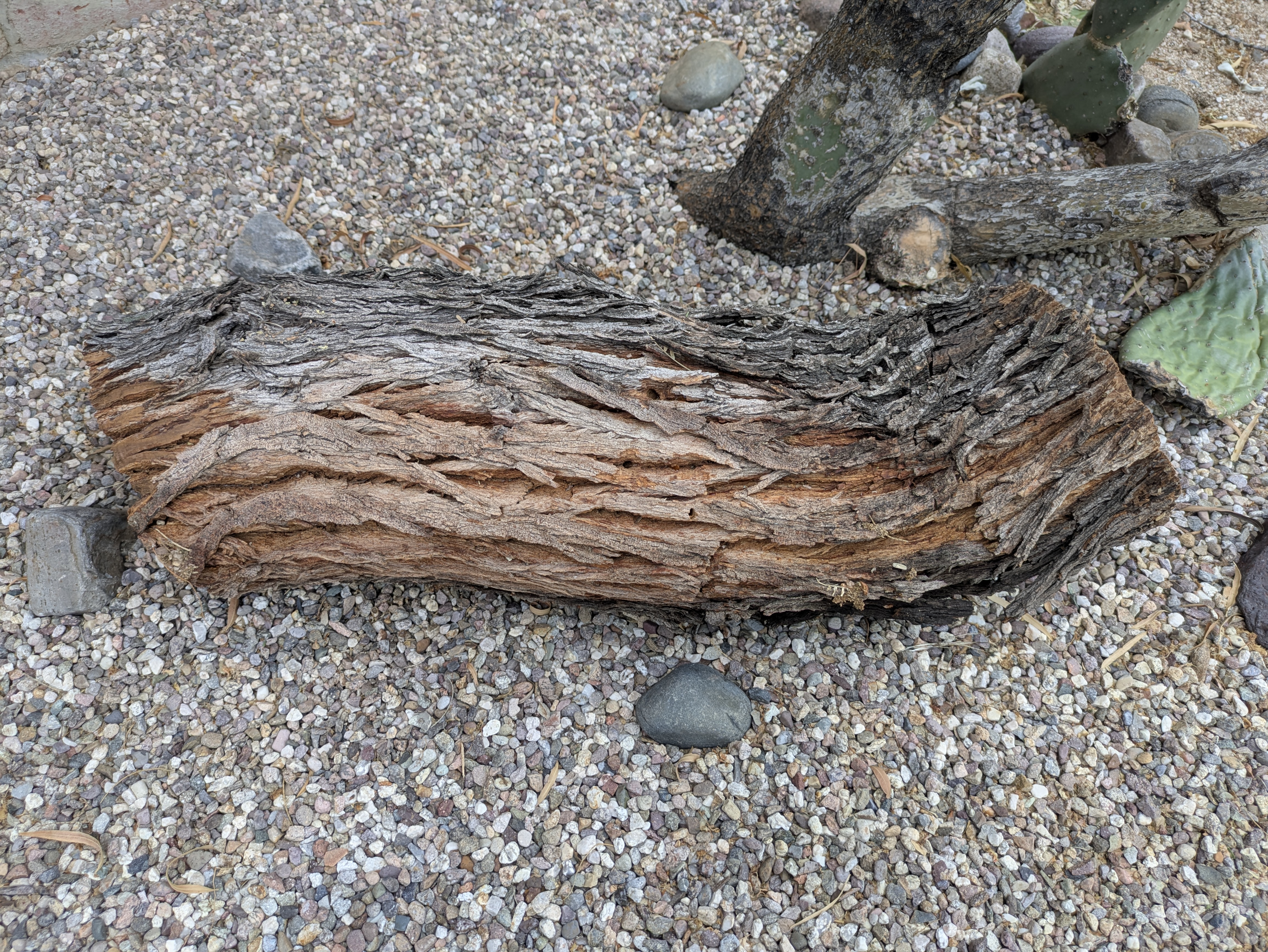 Dead mesquite log in a garden