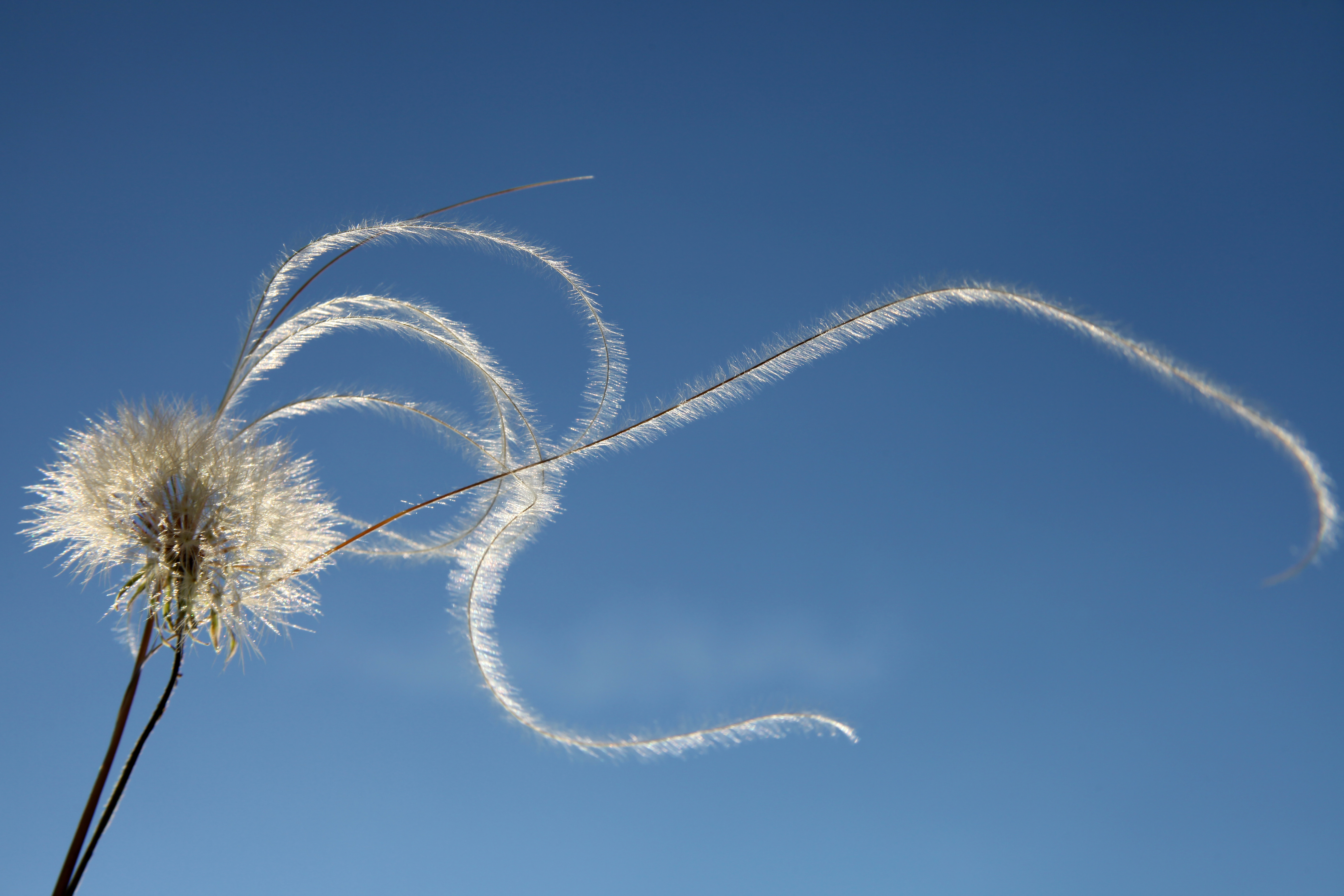 Large plants, such as trees and shrubs, will also help reduce sun and wind exposure.