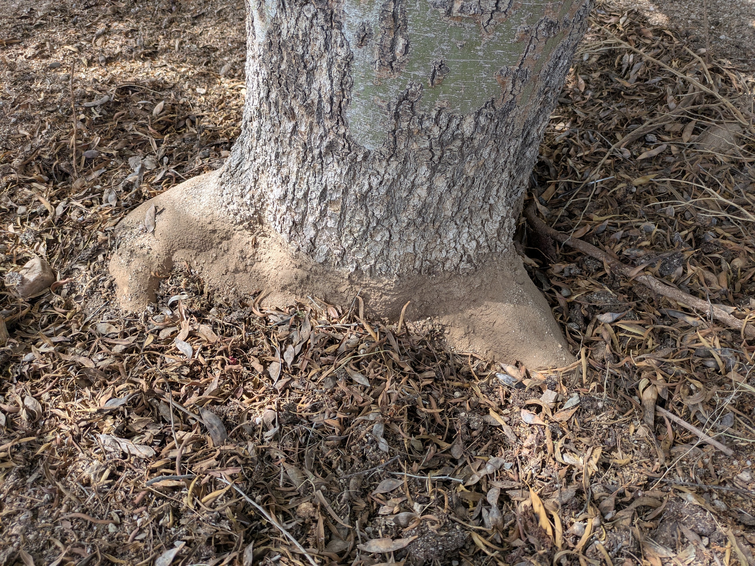 Palo Verde tree with leaf mulch