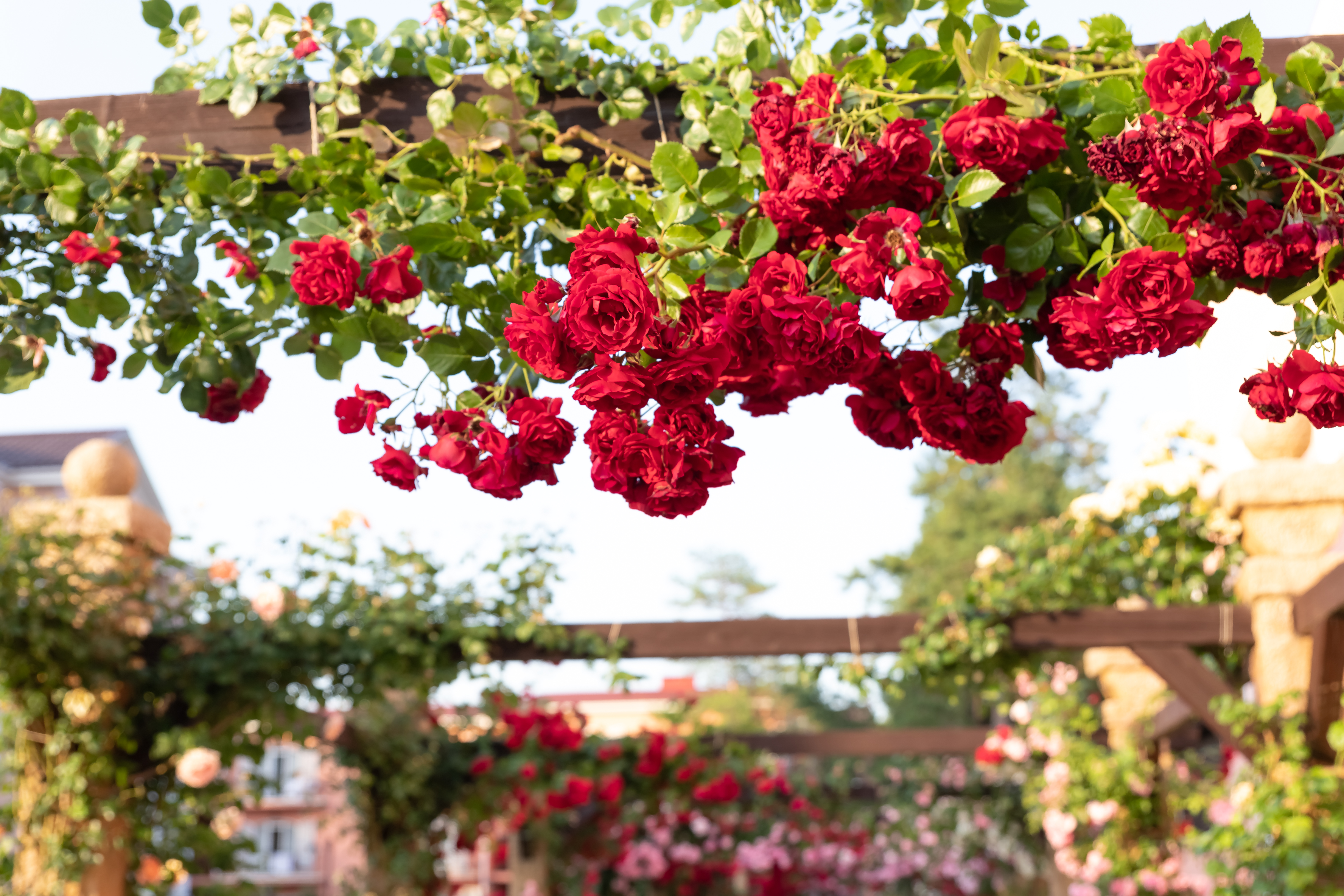 Mature red roses growing on a wooden beam