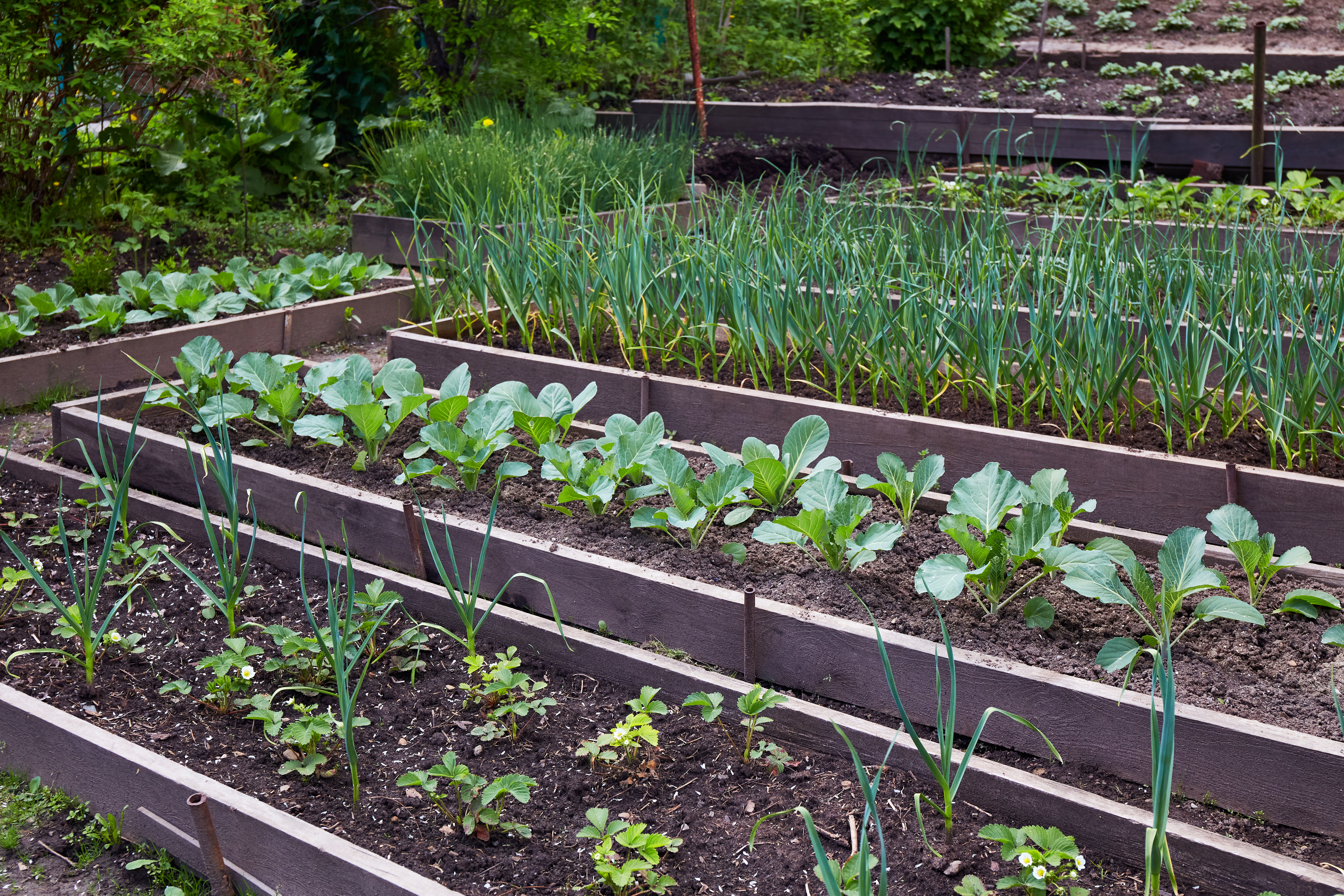 Rows of raised garden beds with different crops planted
