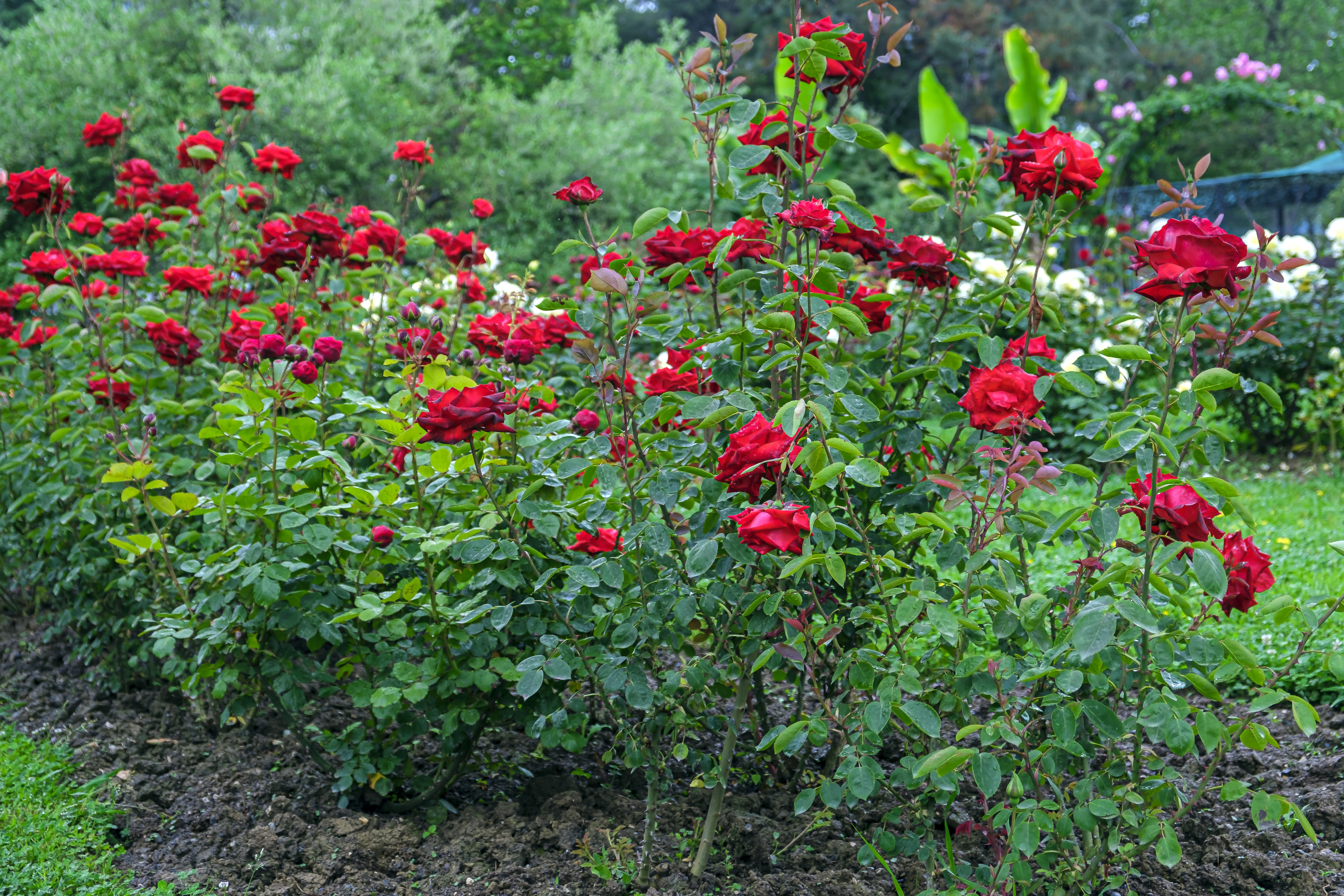 Lush red roses in a garden bed