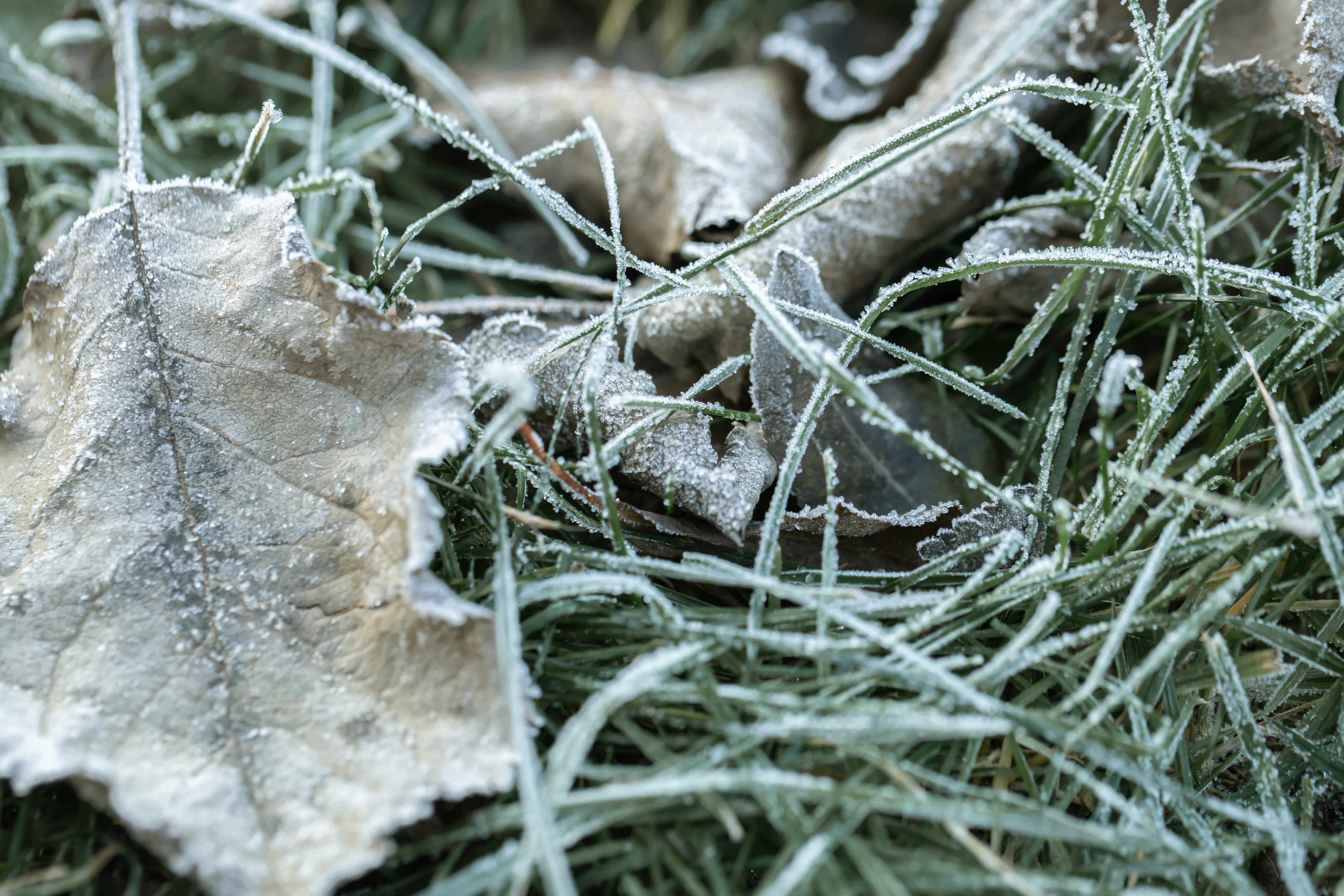 Frosty morning garden