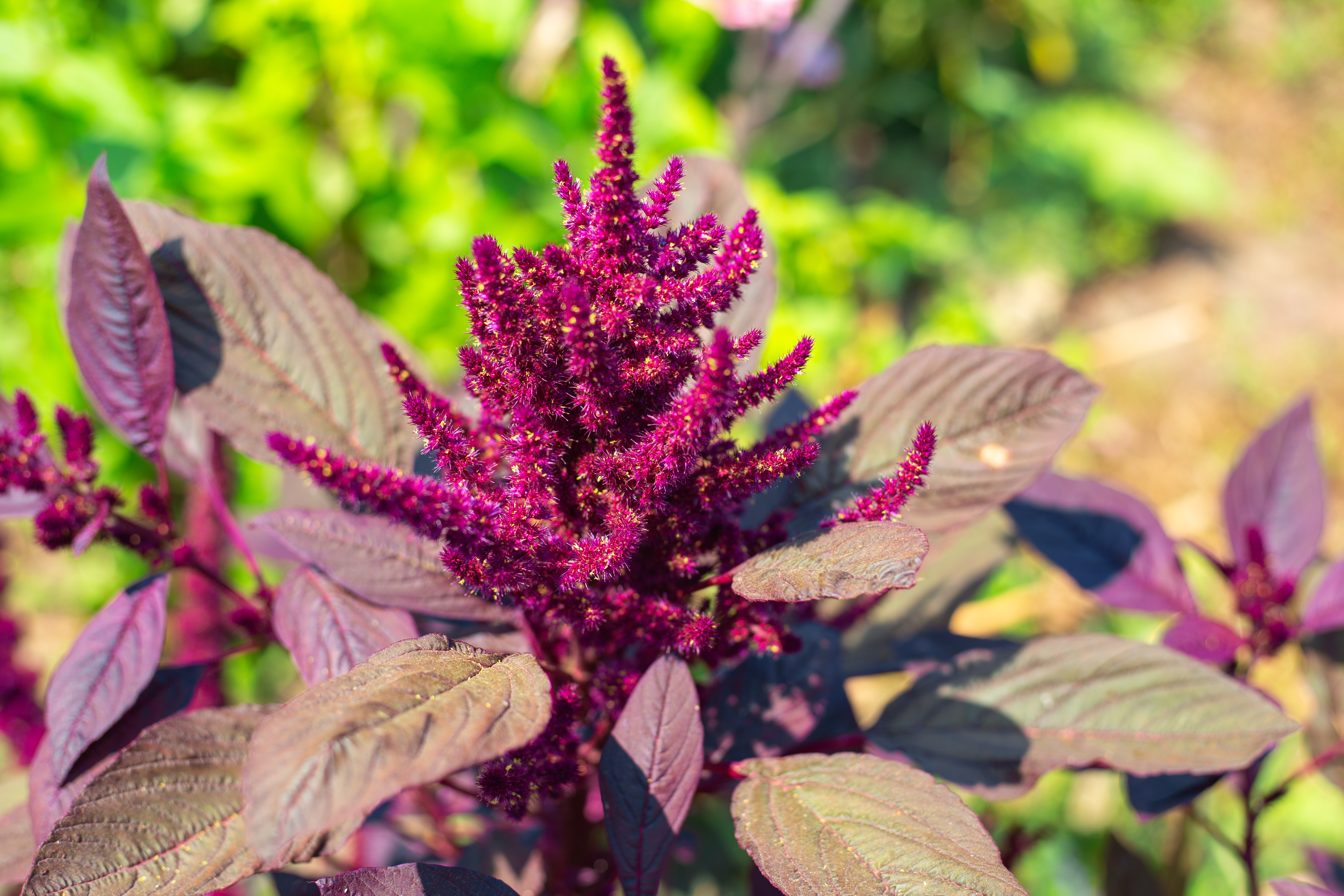 Vibrant purple amaranth growing in the garden in full bloom