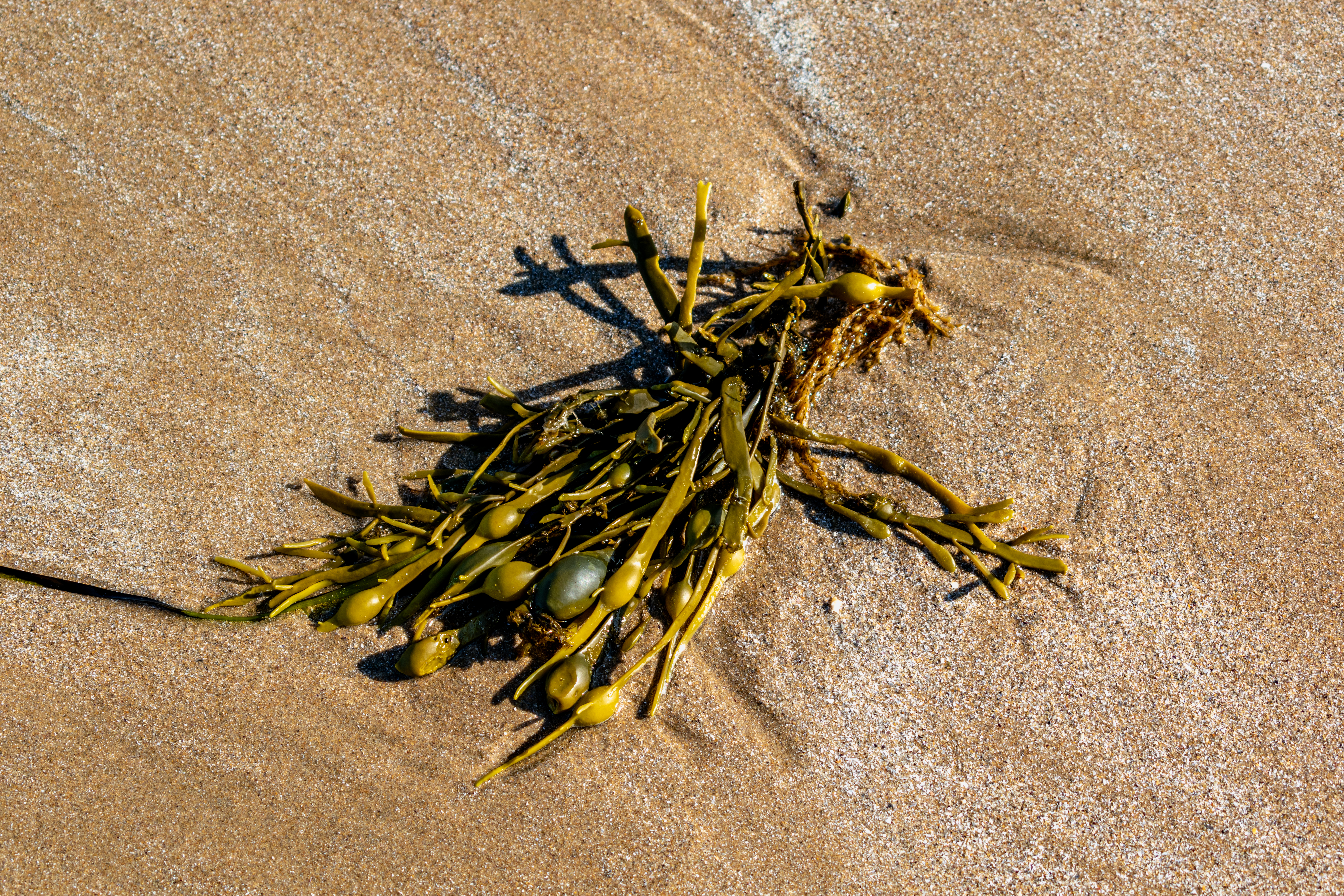 Beach with kelp.