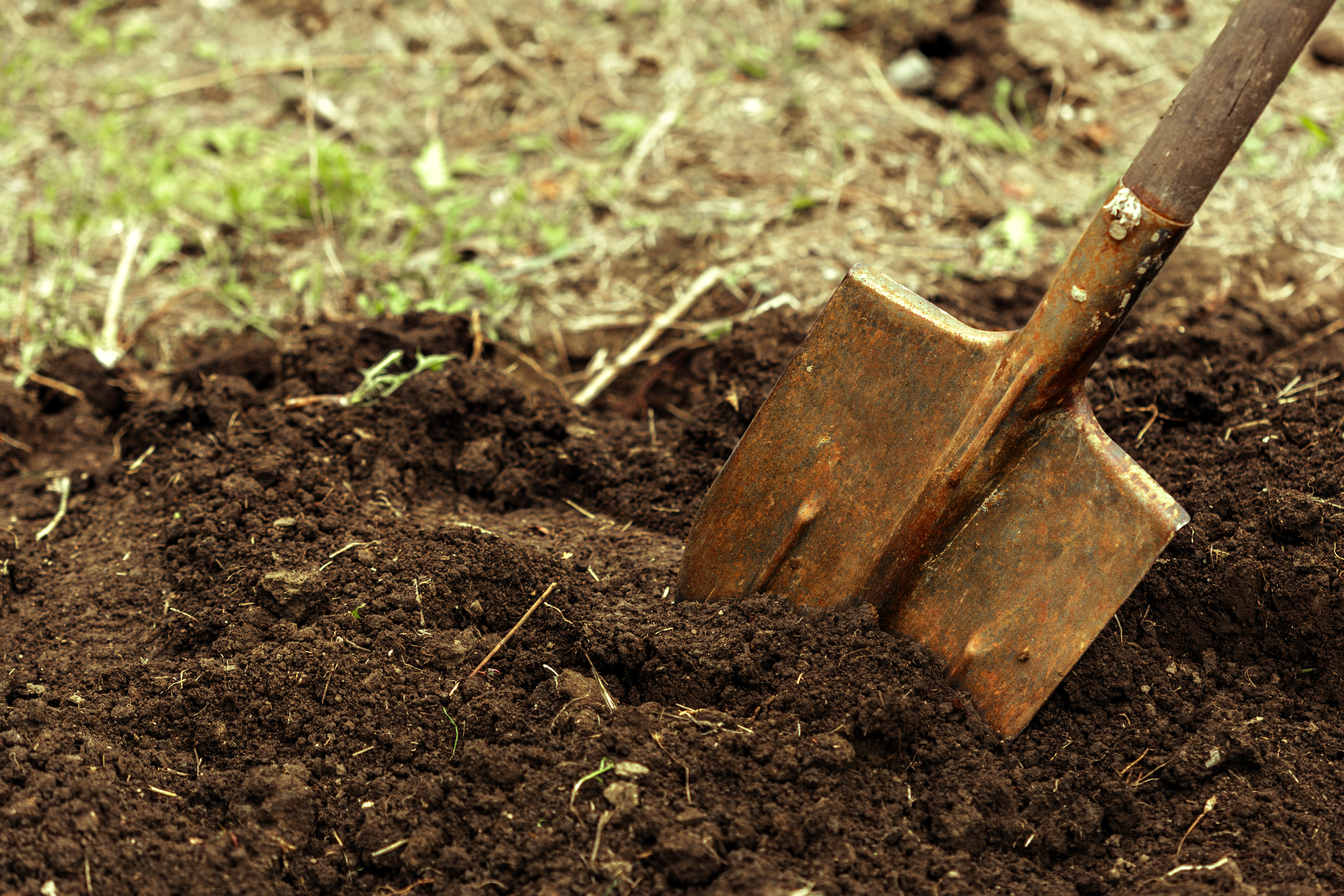 Shovel in a garden in the dirt