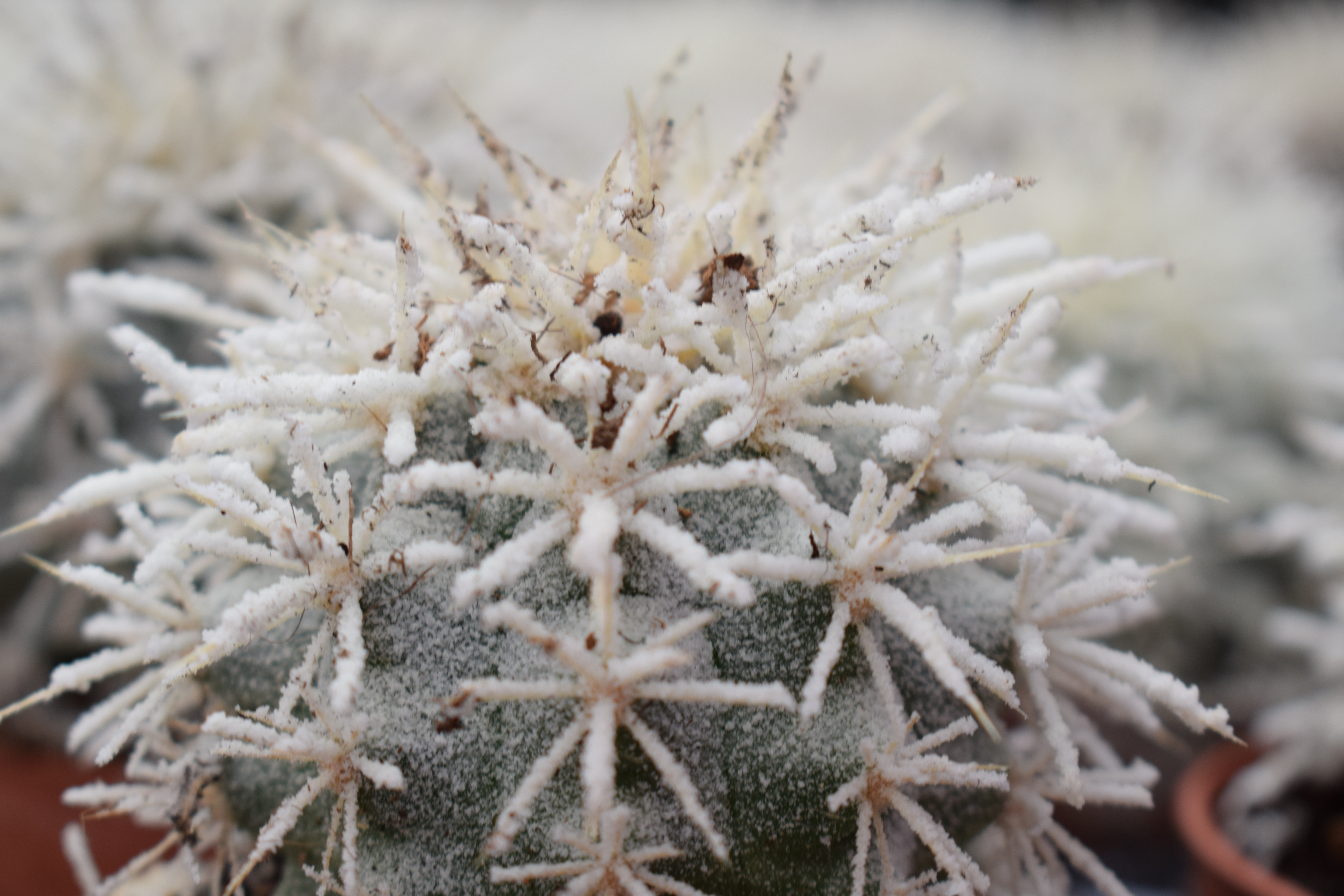 A spiney cactus covered in frost