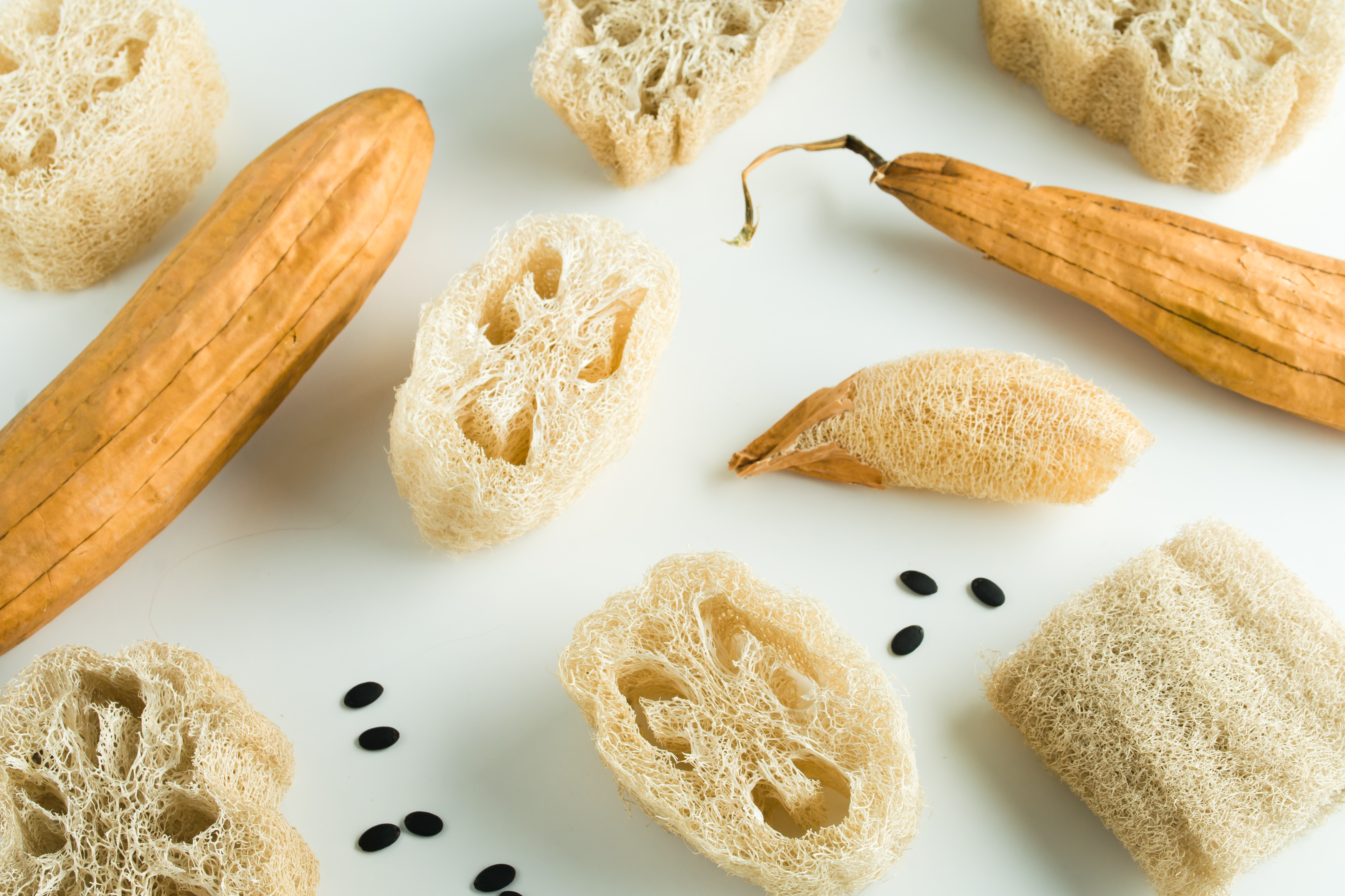 Luffa (loofah) arranged with cut sponges and seeds on a white background