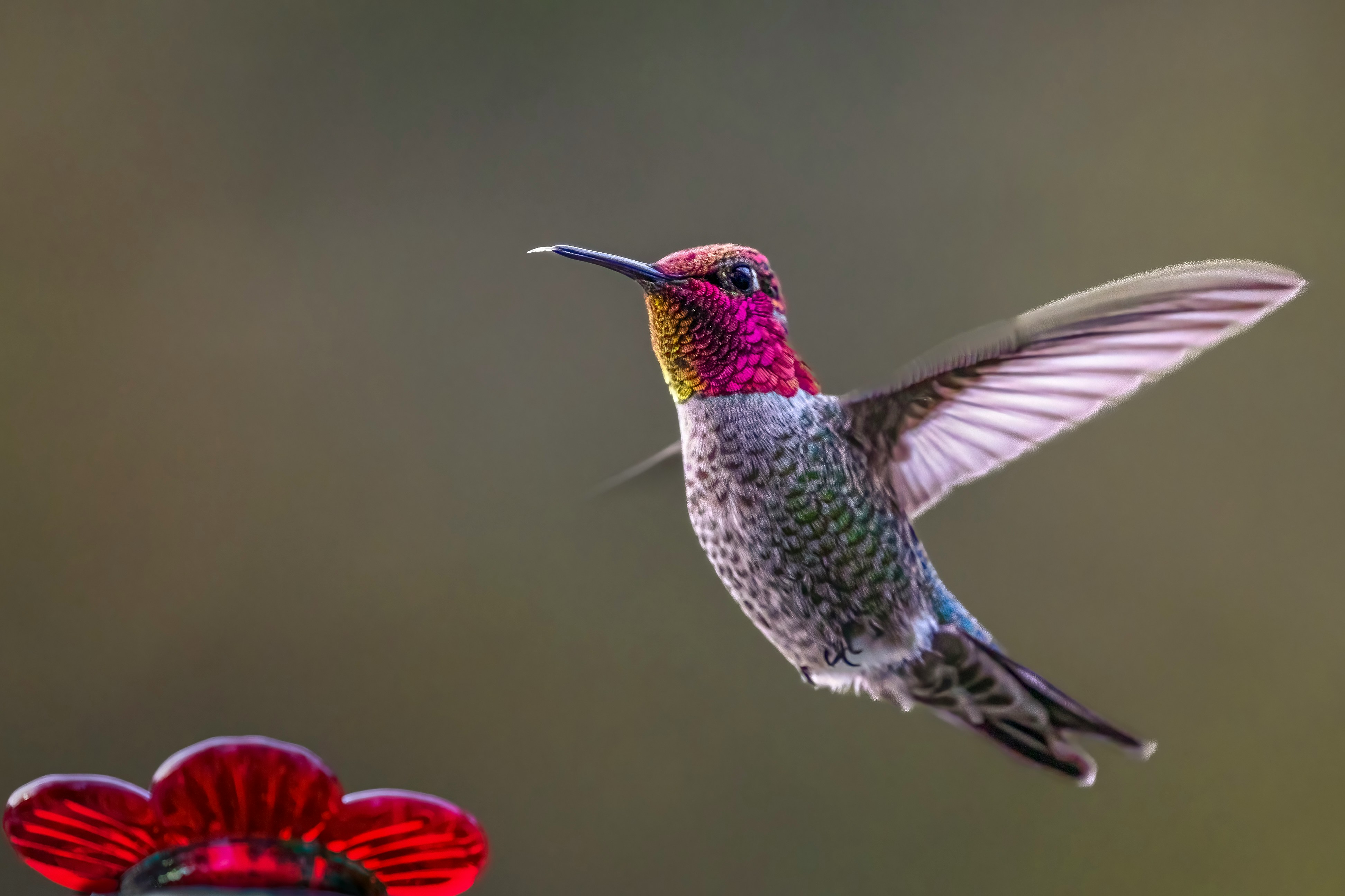 A colorful pink hummingbird flying above a hummingbird feeder