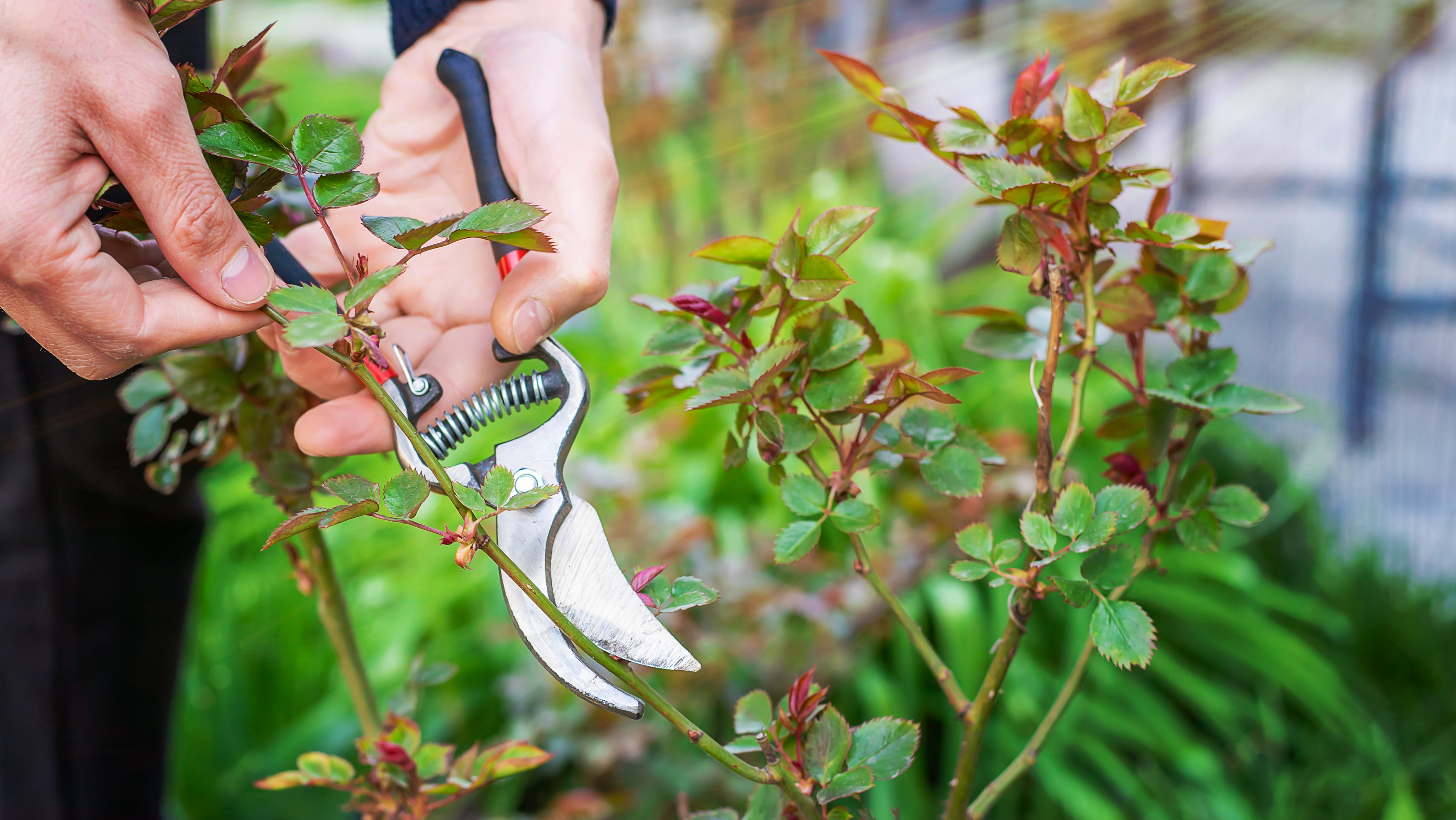 Gardener pruning a rose just above a bud