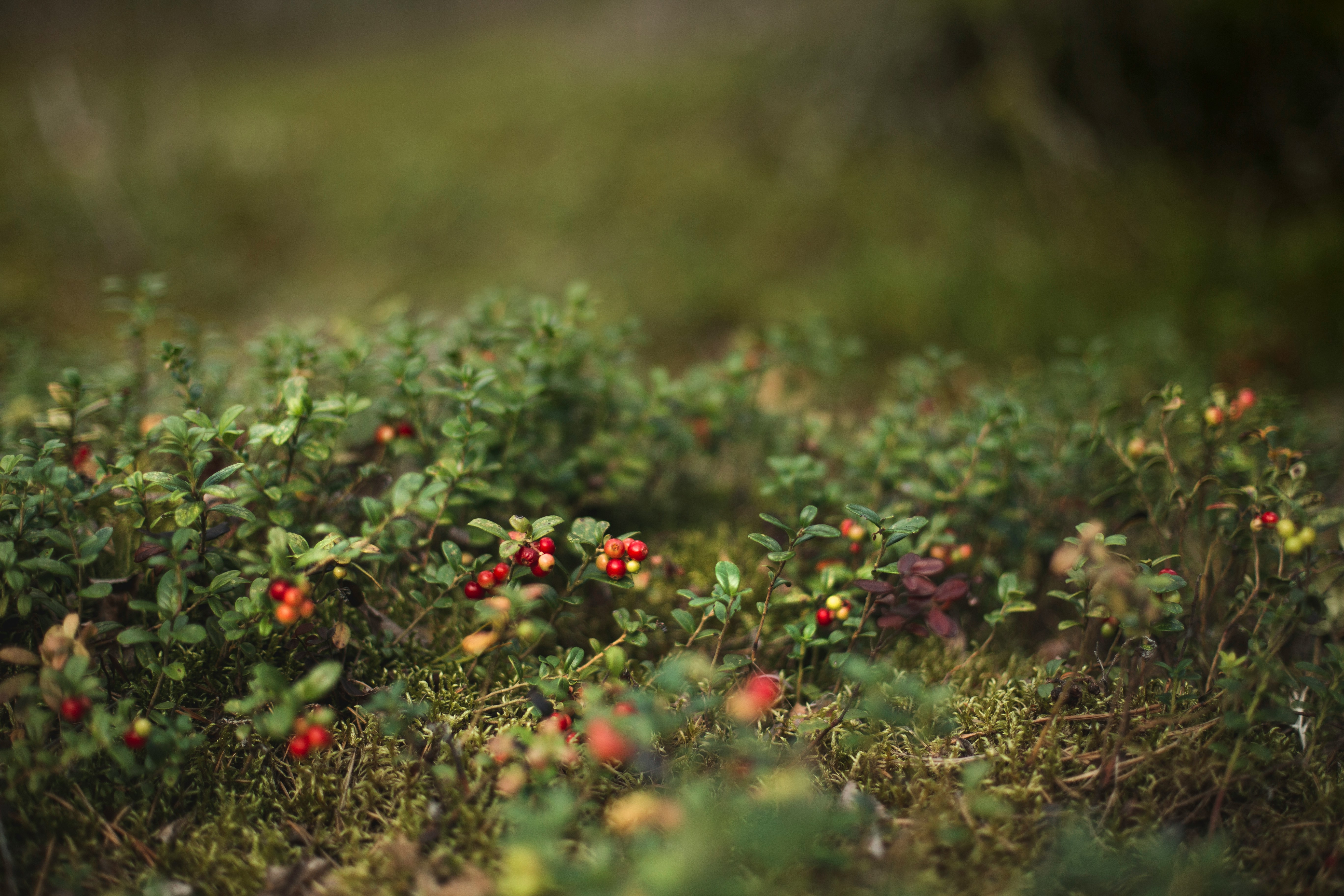 lingonberry plants growing along the ground