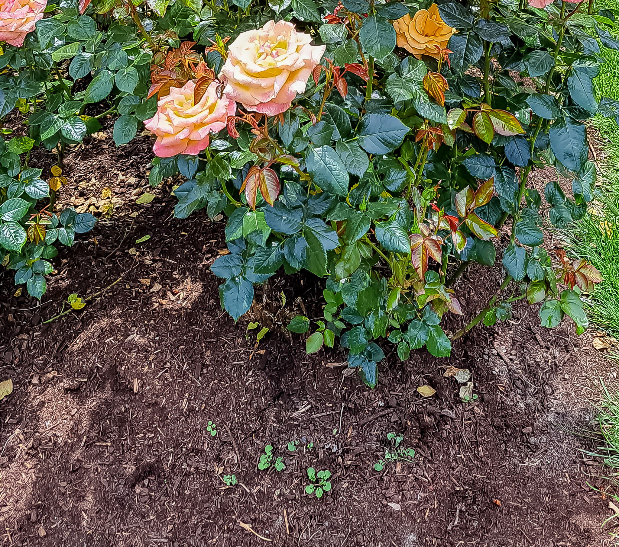 Close up of well-mulched rose bushes