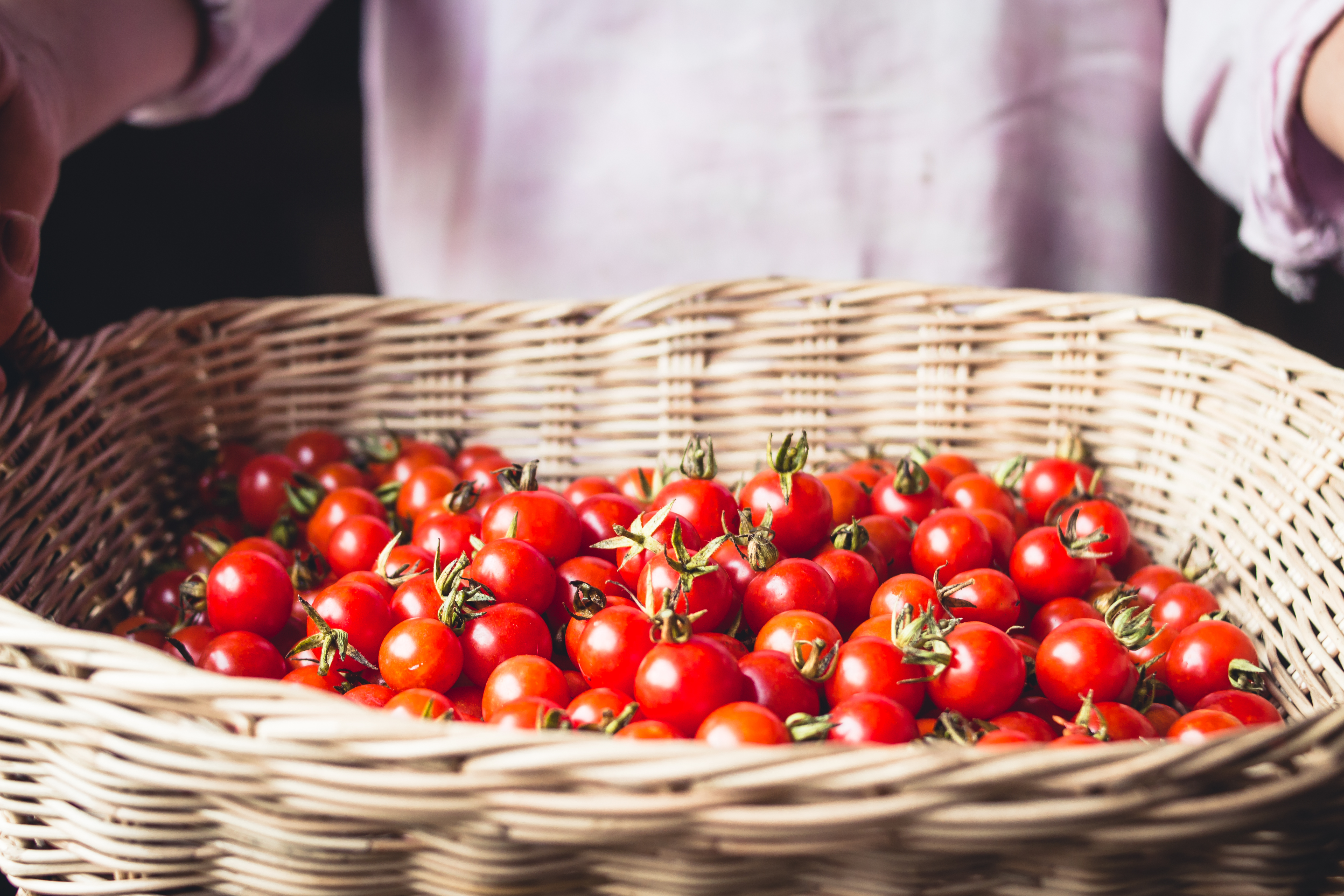 Closeup of a person holding a basket filled with cherry tomatoes.