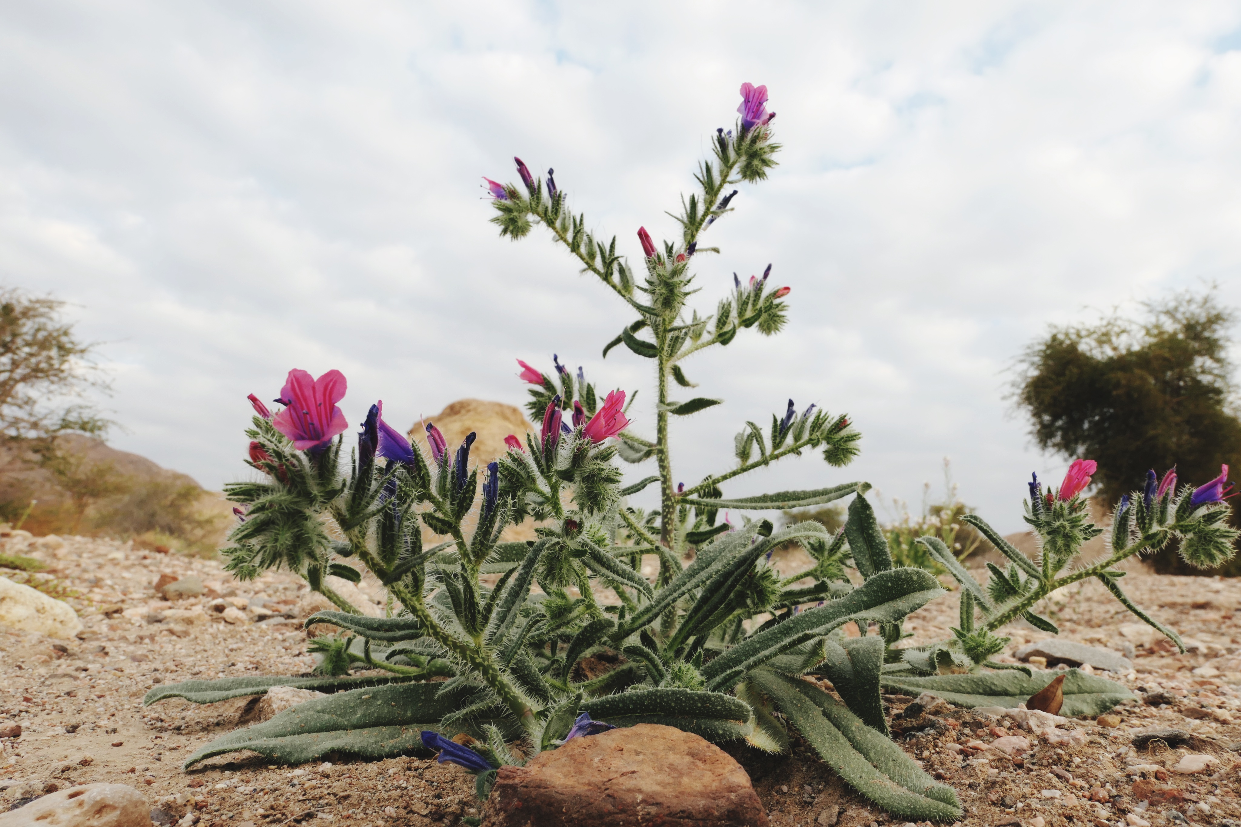 desert flower