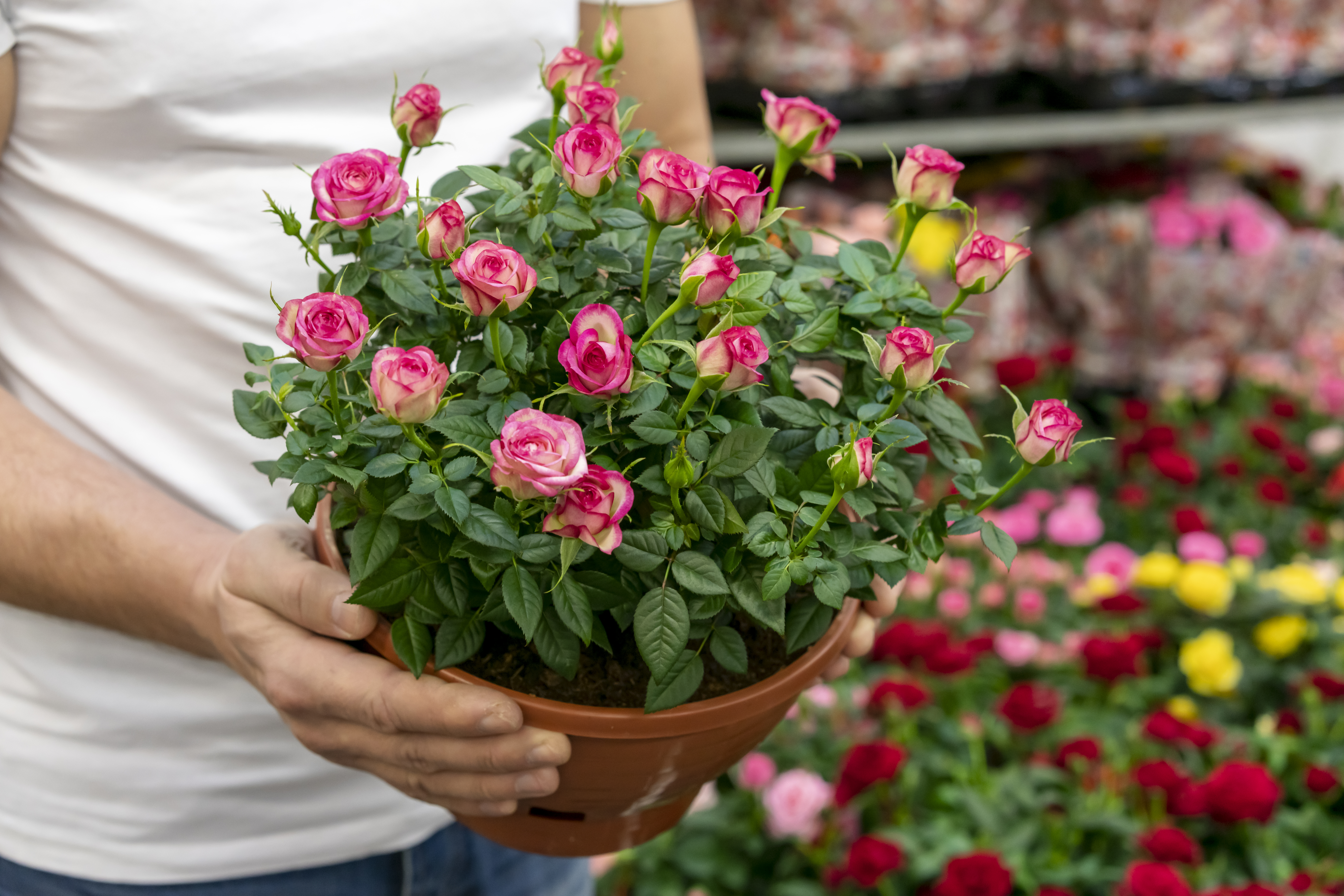Miniature roses in a container